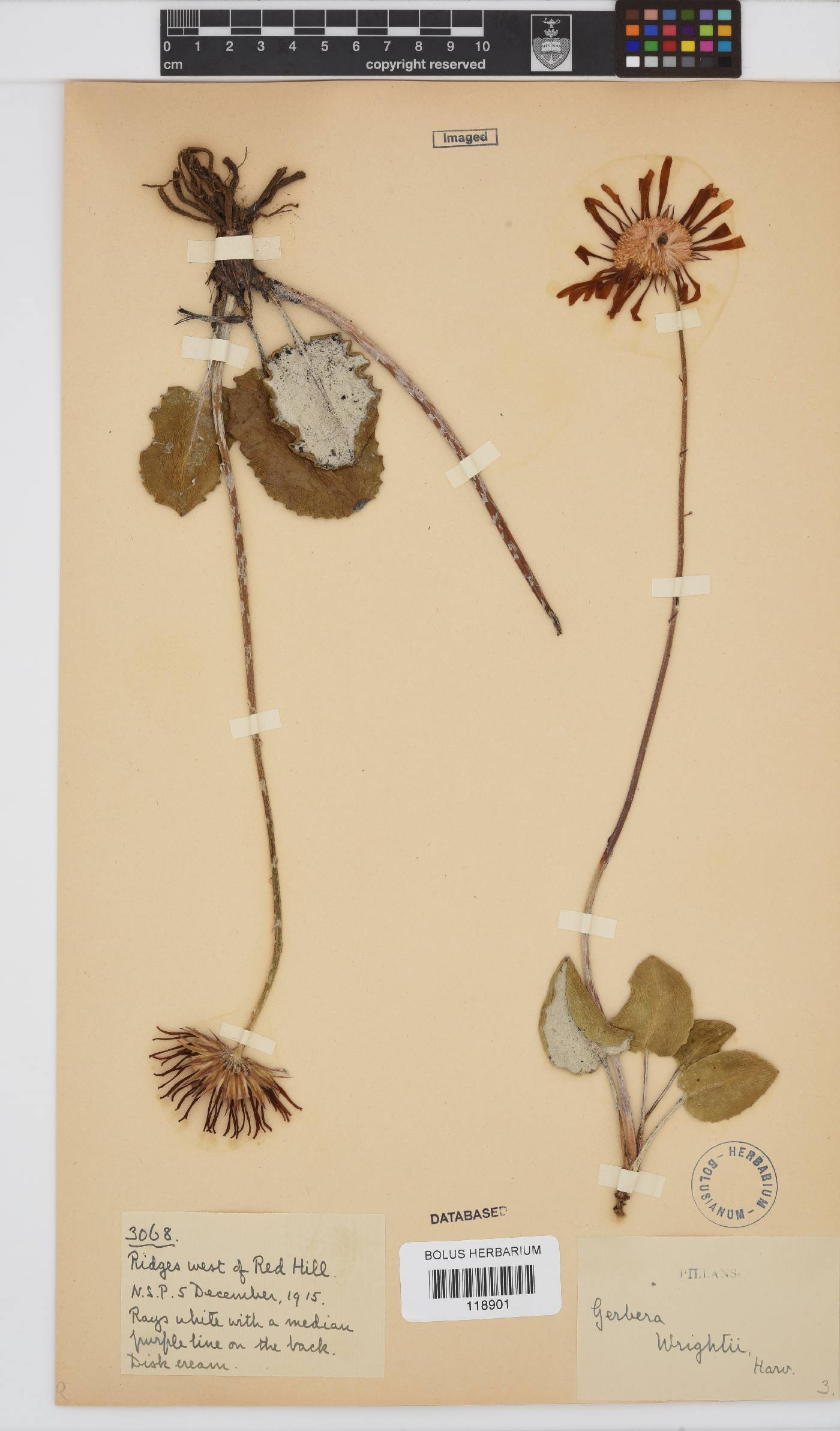 Gerbera wrightii image
