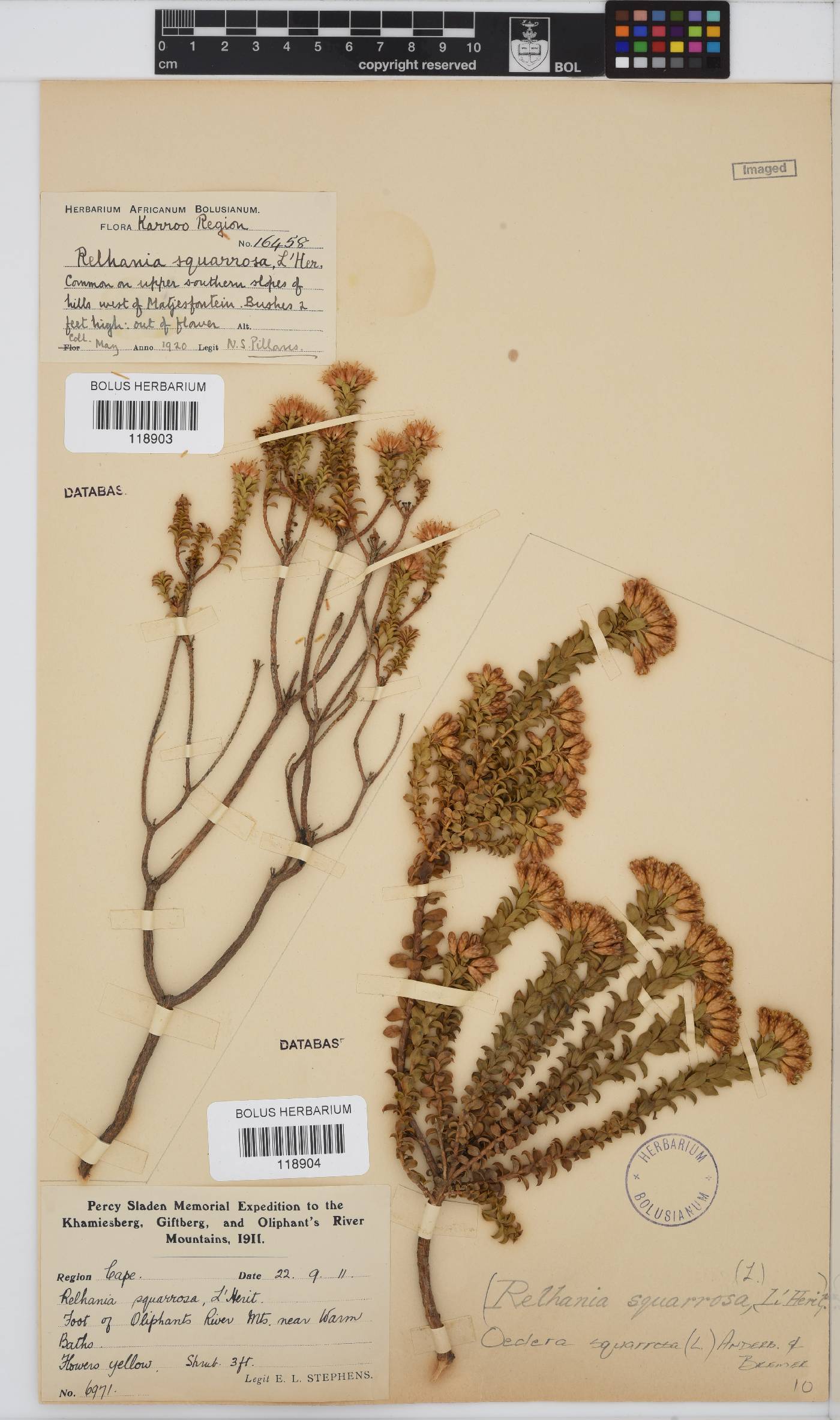 Oedera squarrosa image