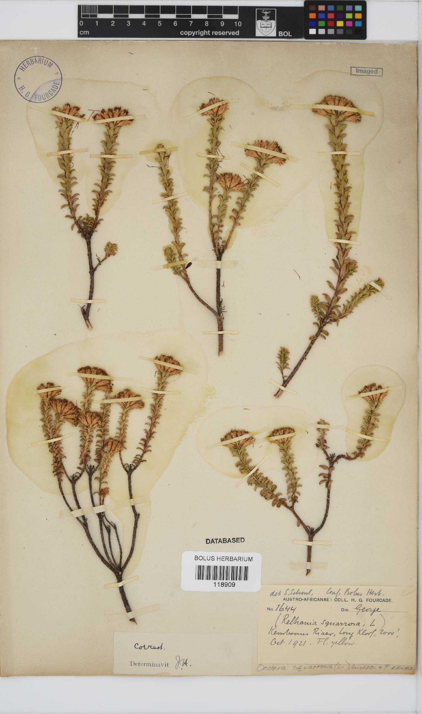 Oedera squarrosa image