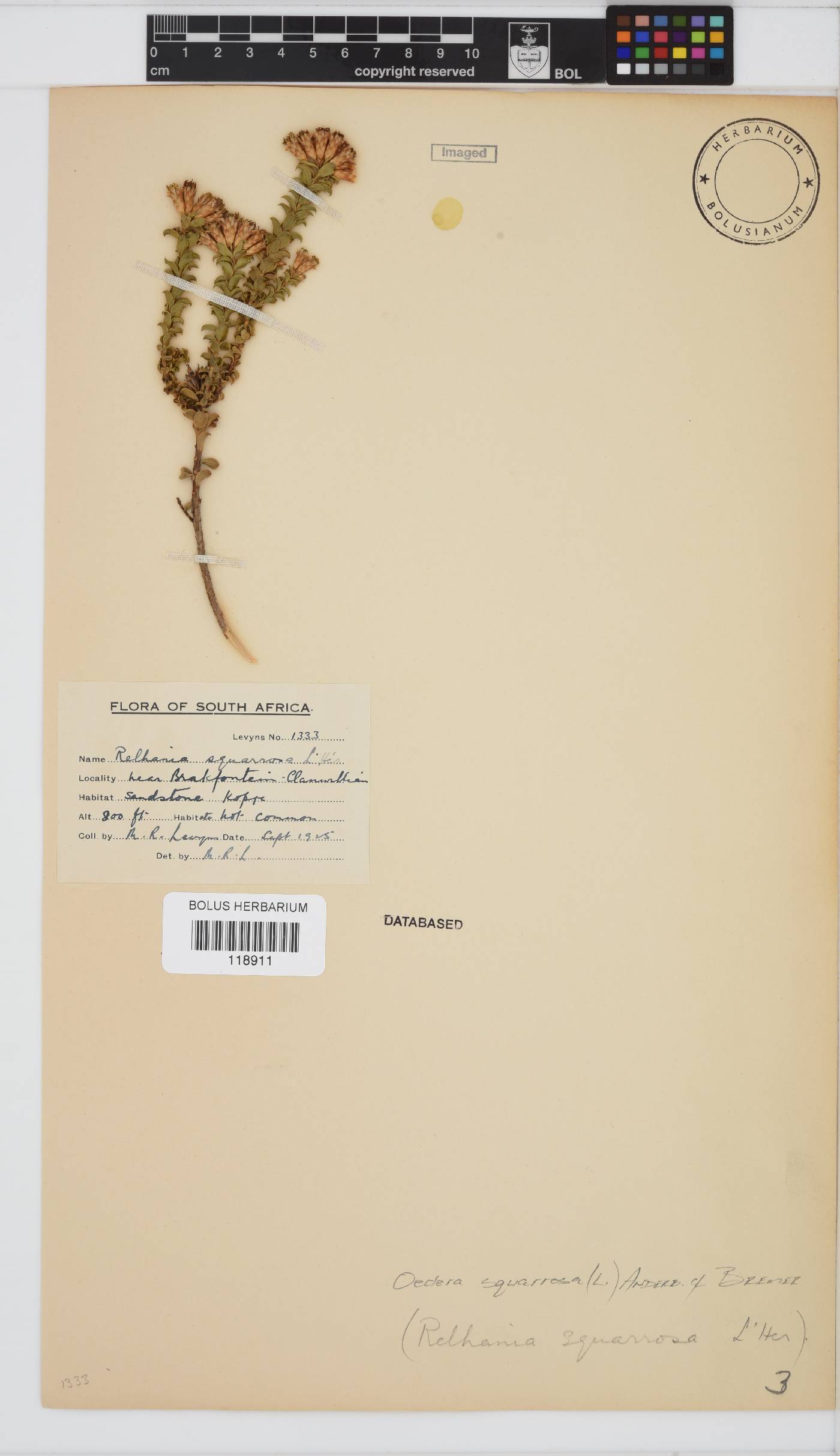Oedera squarrosa image