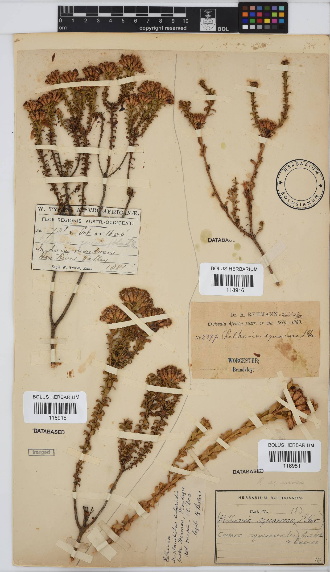 Oedera squarrosa image