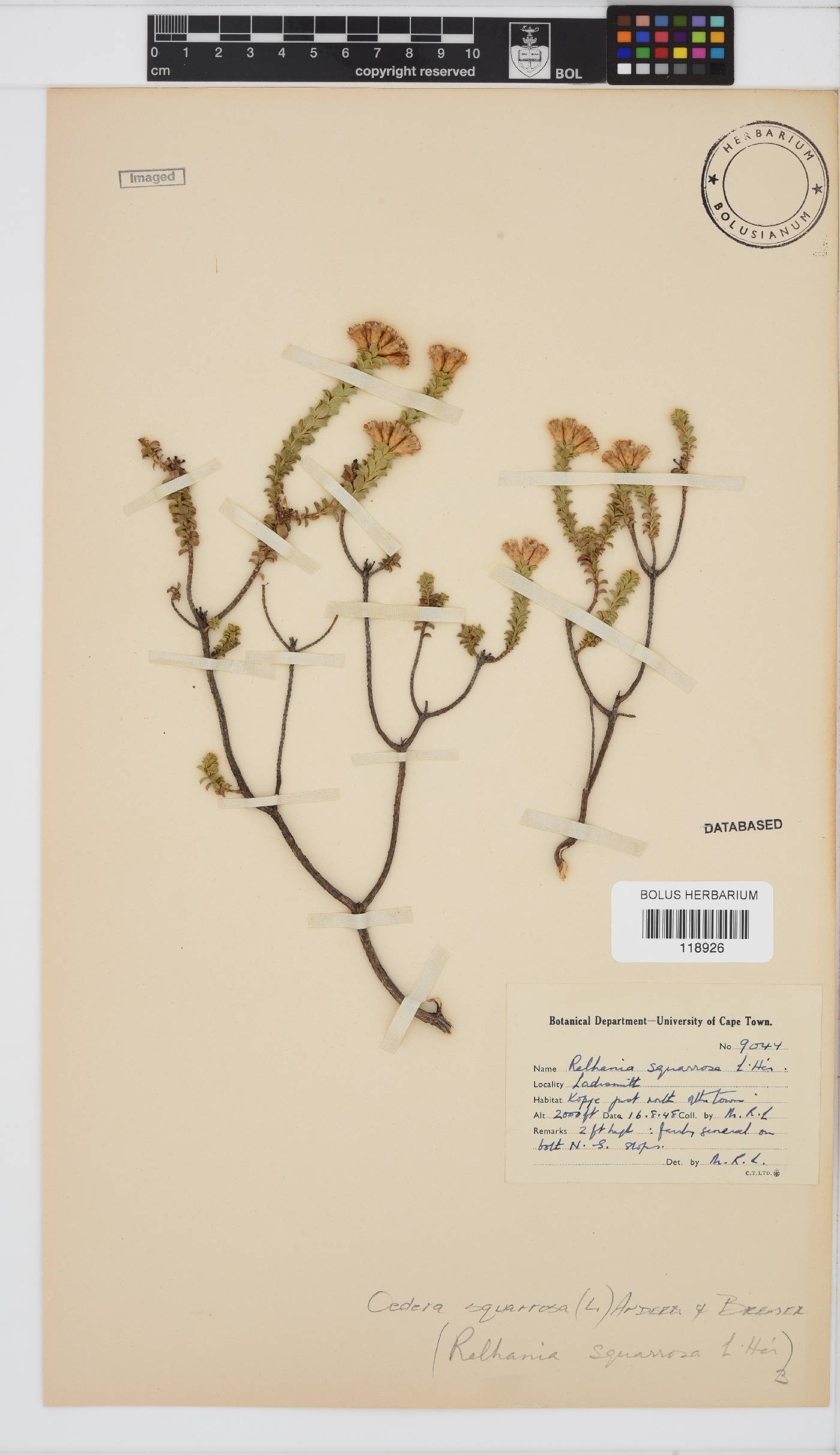 Oedera squarrosa image