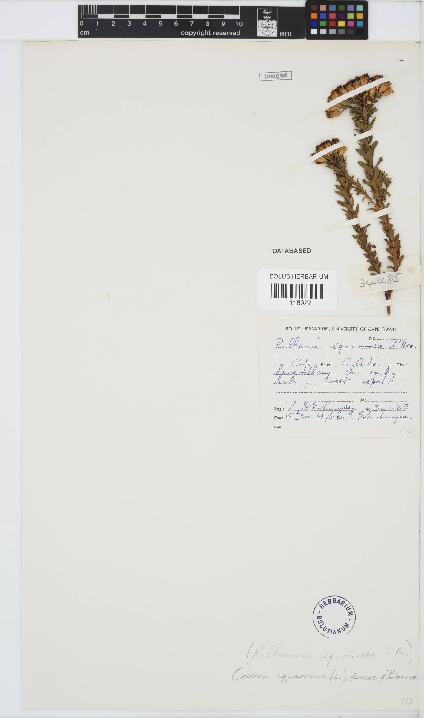 Oedera squarrosa image