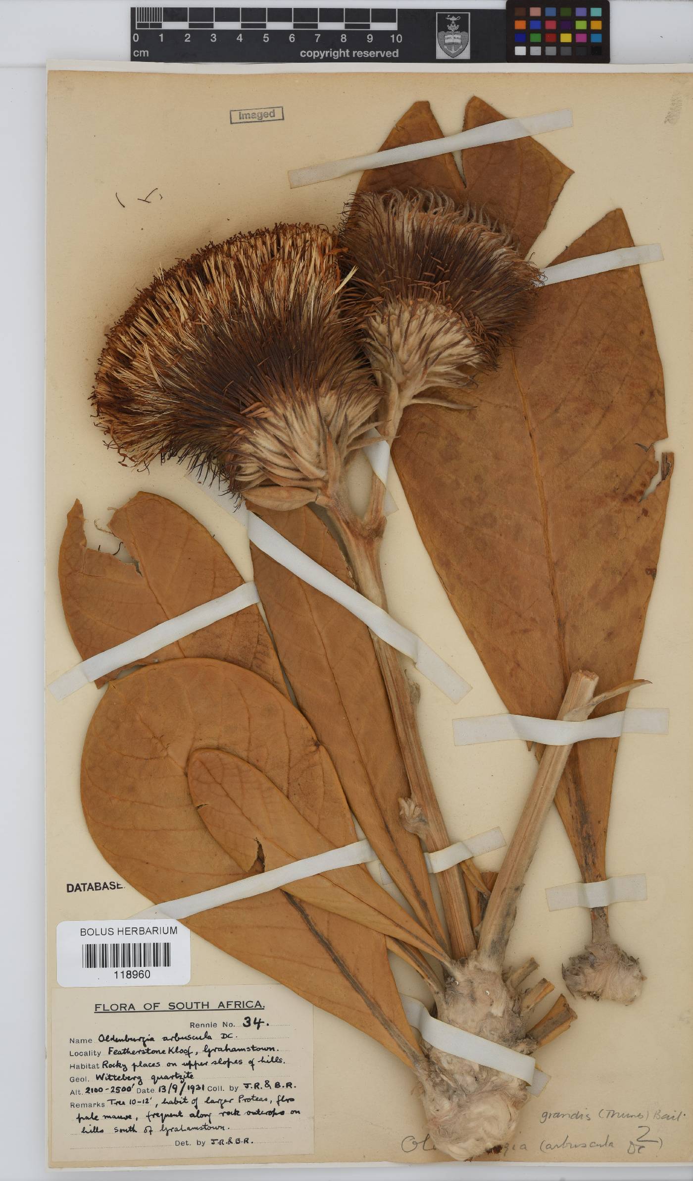 Oldenburgia grandis image