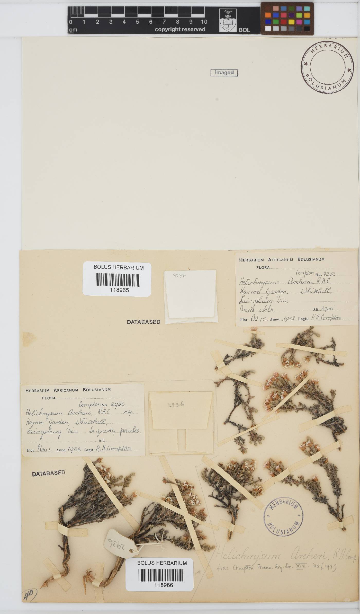 Helichrysum archeri image