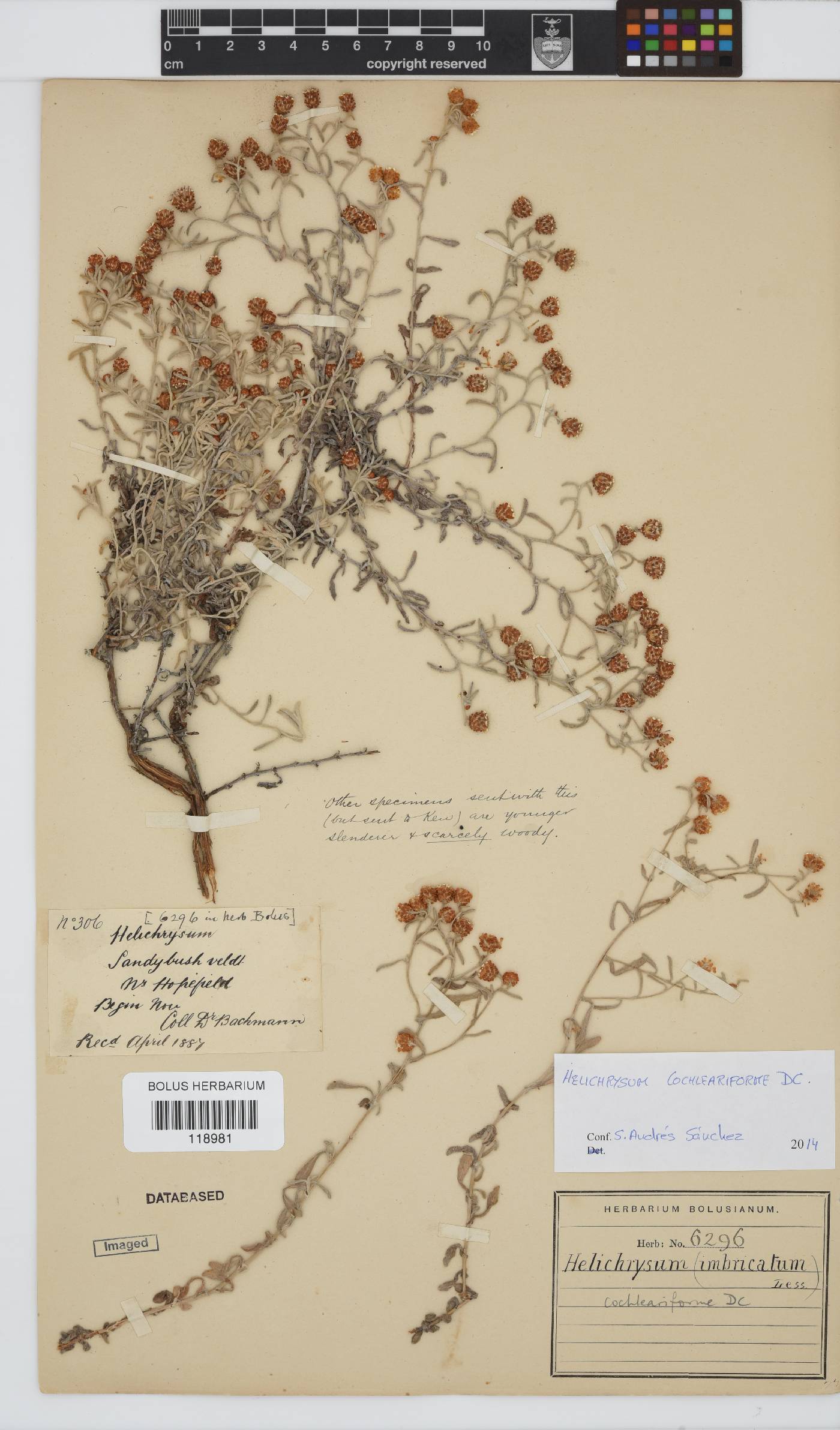 Helichrysum cochleariforme image