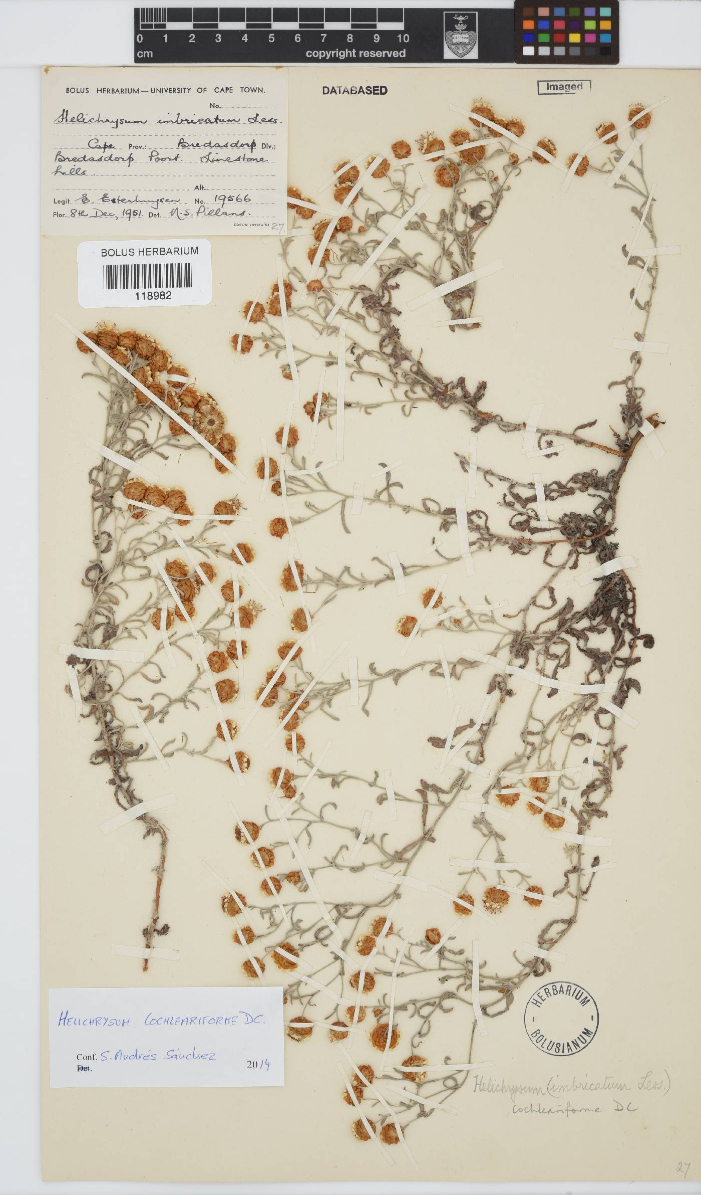 Helichrysum cochleariforme image