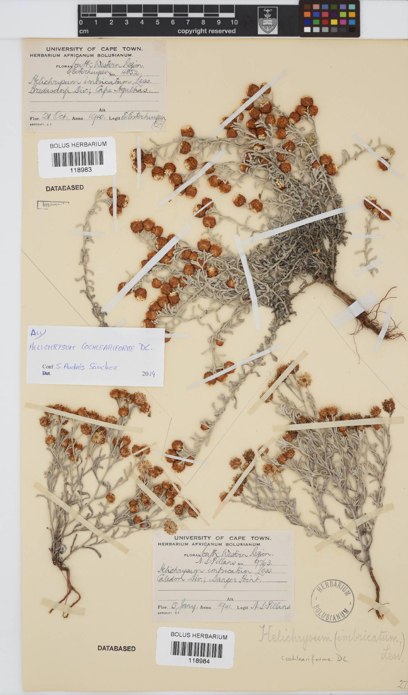 Helichrysum cochleariforme image