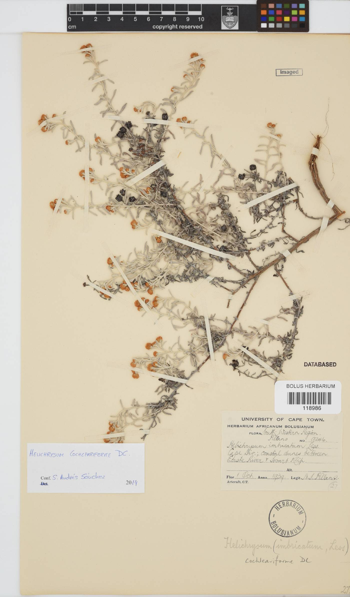 Helichrysum cochleariforme image