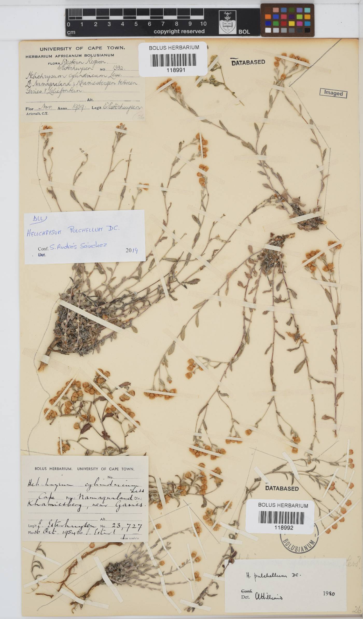 Helichrysum pulchellum image