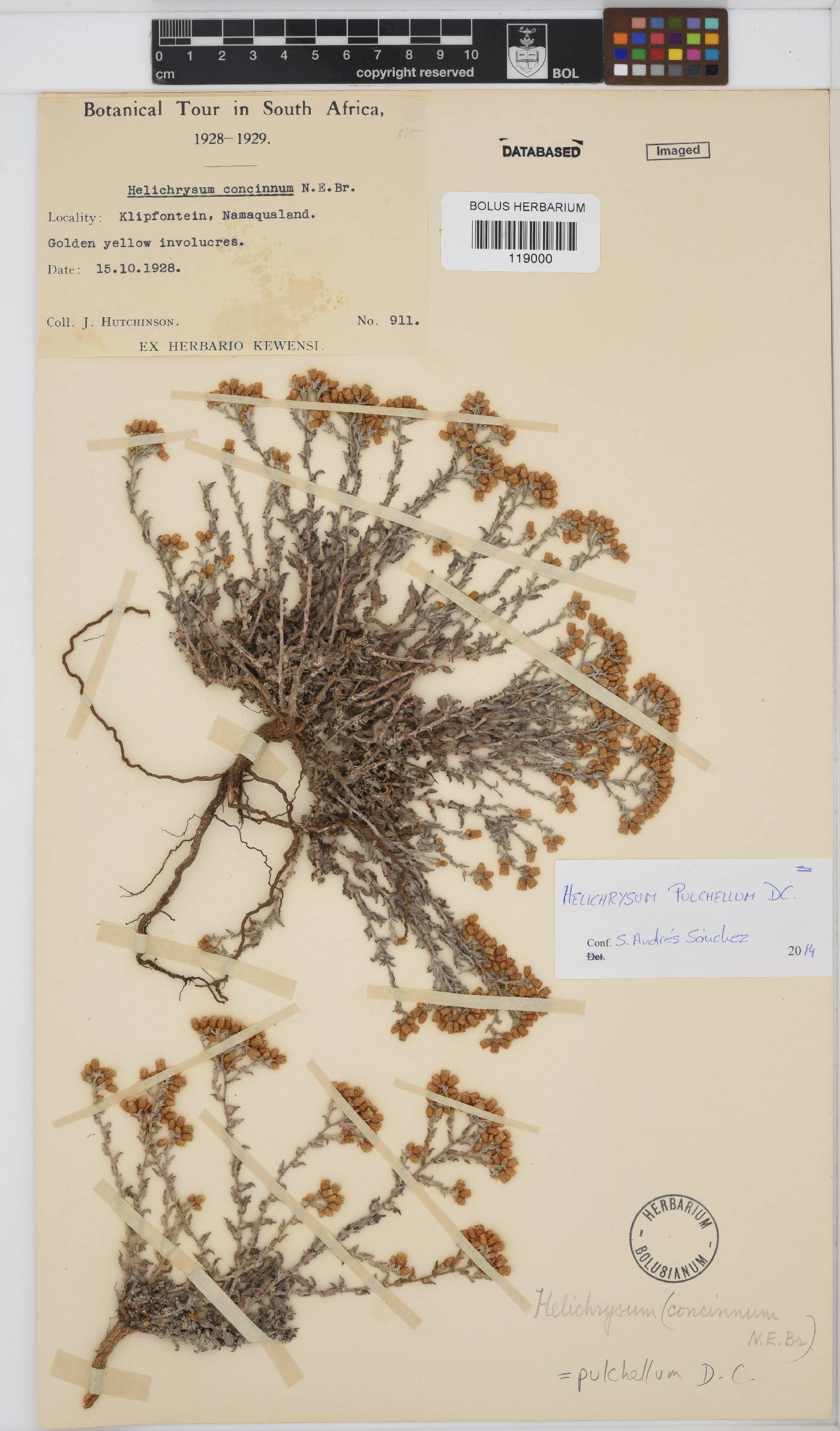 Helichrysum pulchellum image
