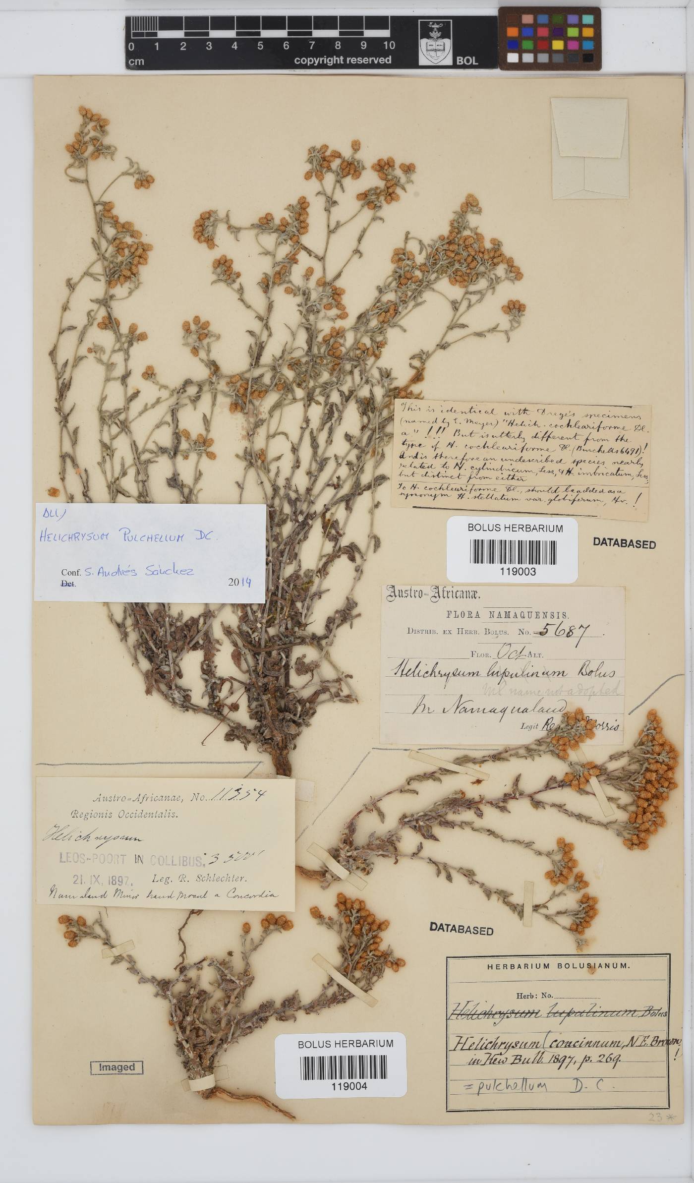 Helichrysum pulchellum image