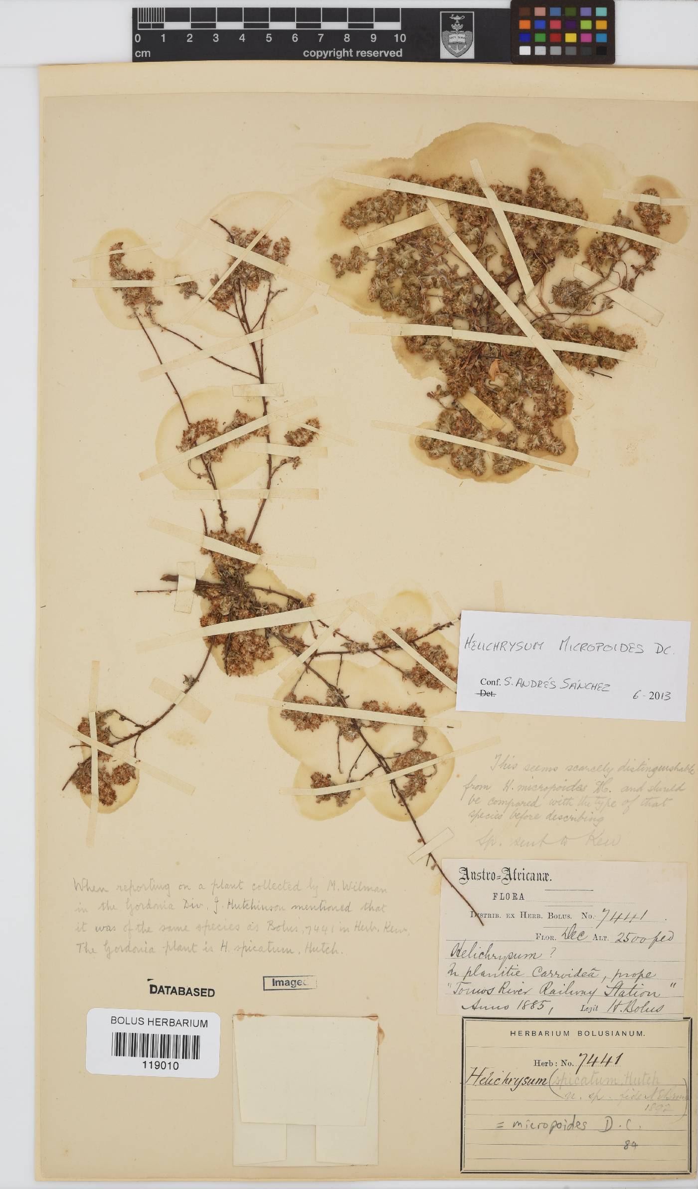 Helichrysum micropoides image