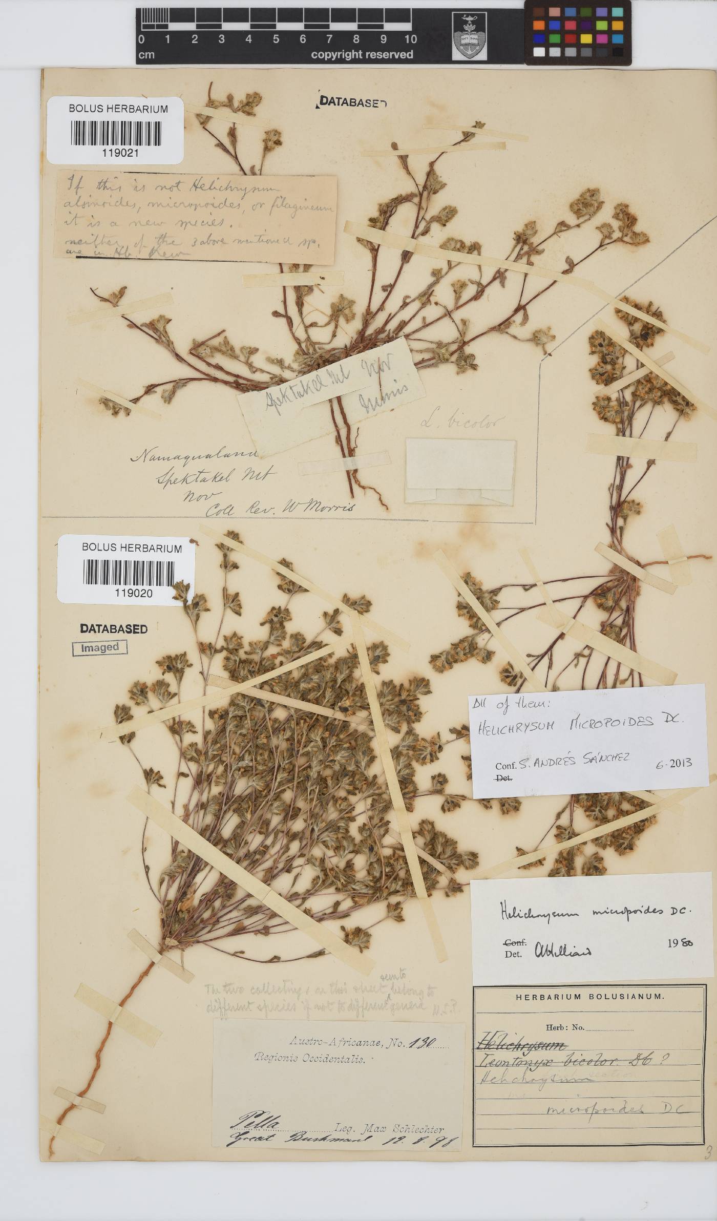 Helichrysum micropoides image