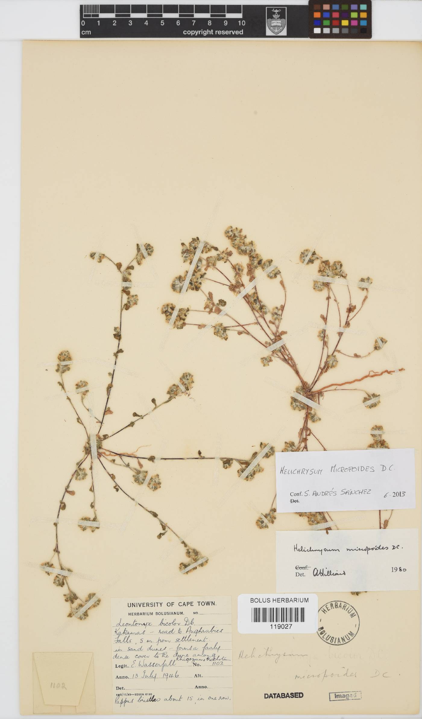 Helichrysum micropoides image