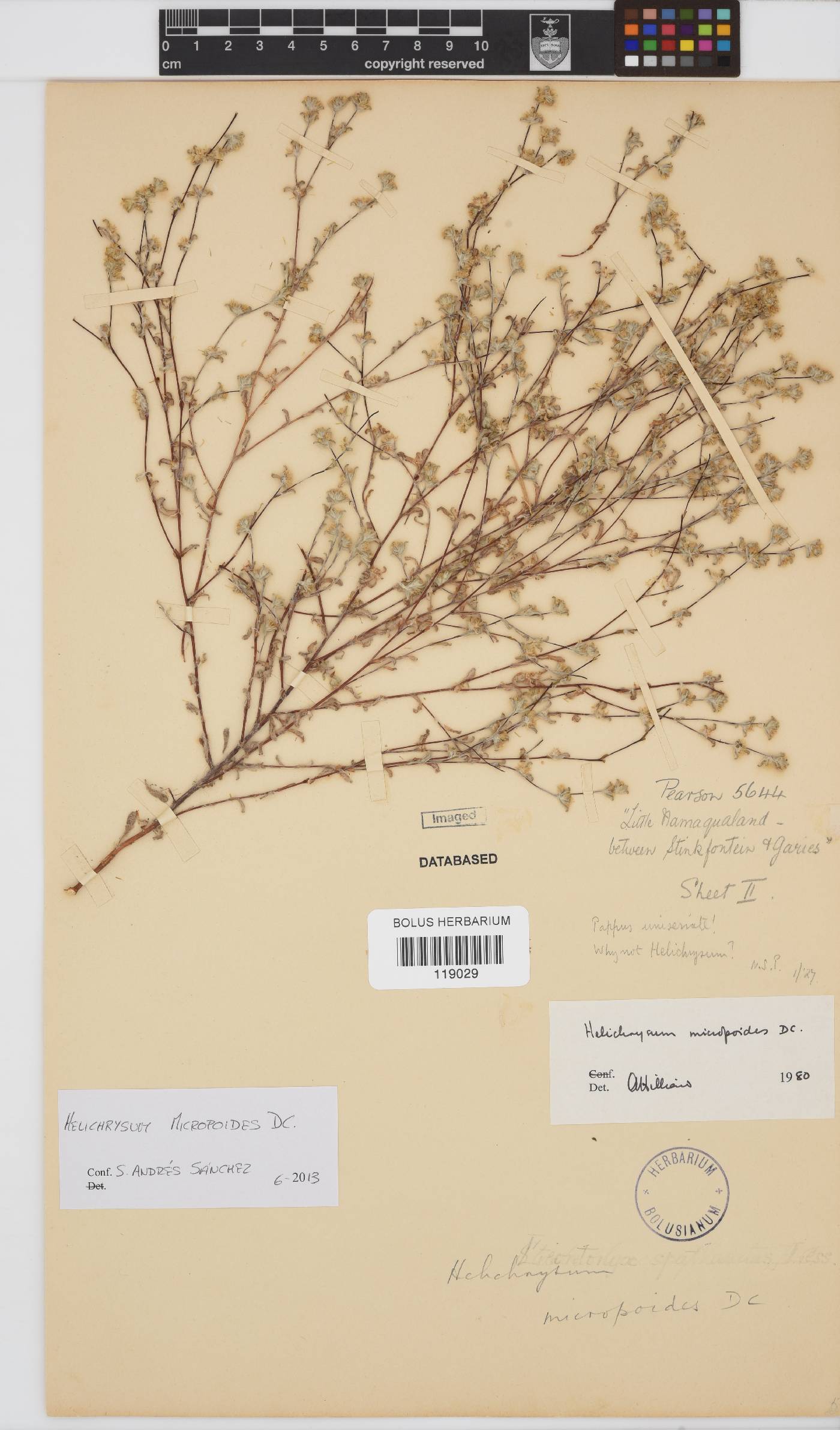 Helichrysum micropoides image