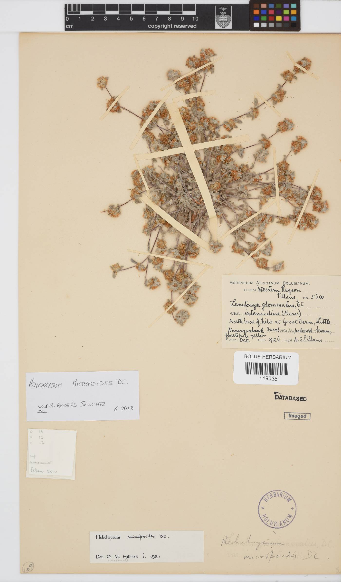 Helichrysum micropoides image