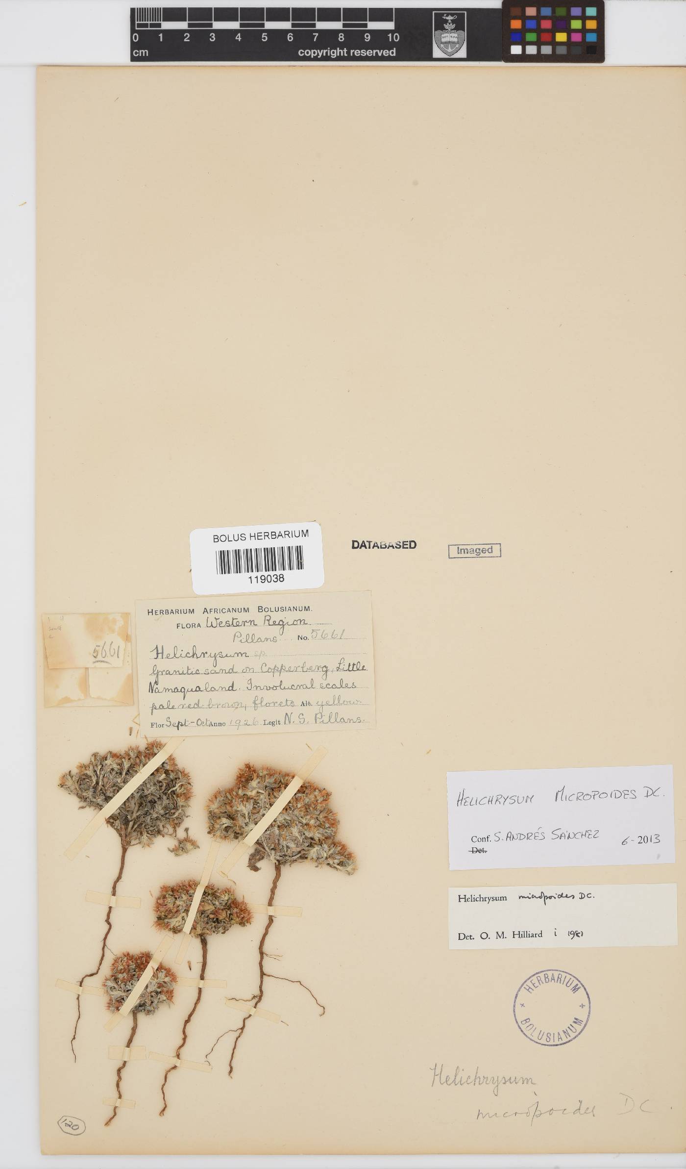 Helichrysum micropoides image