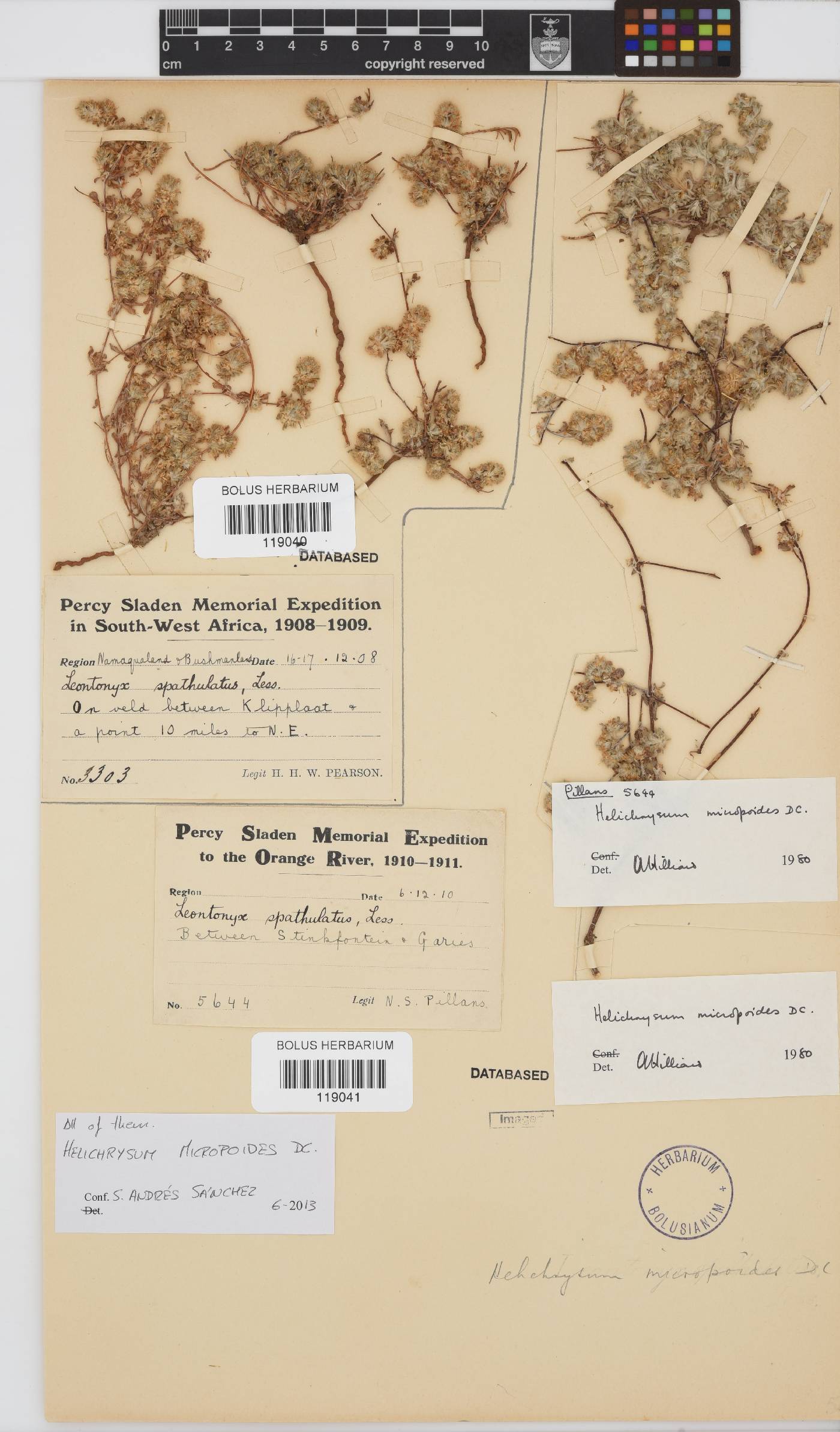 Helichrysum micropoides image