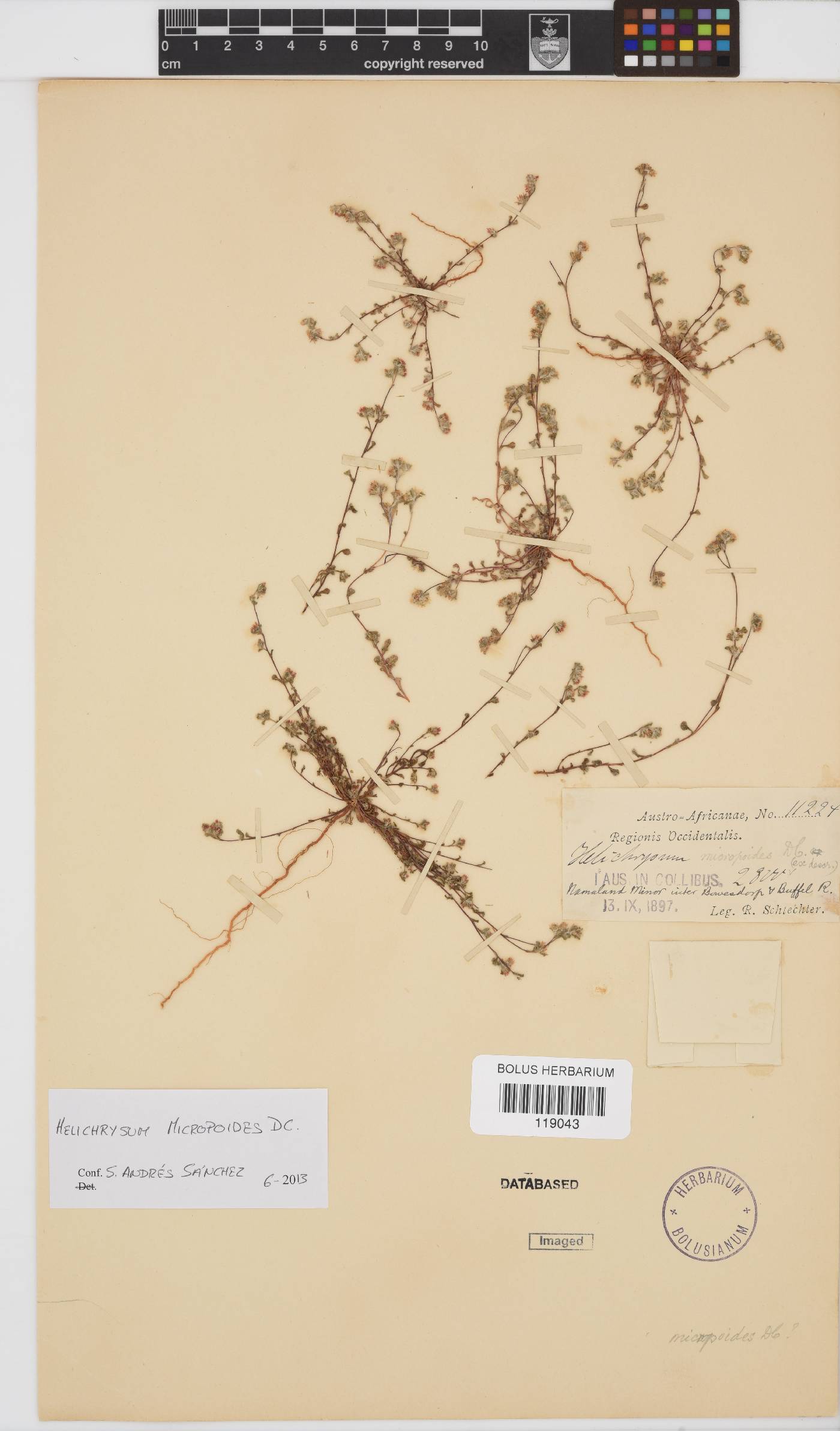 Helichrysum micropoides image
