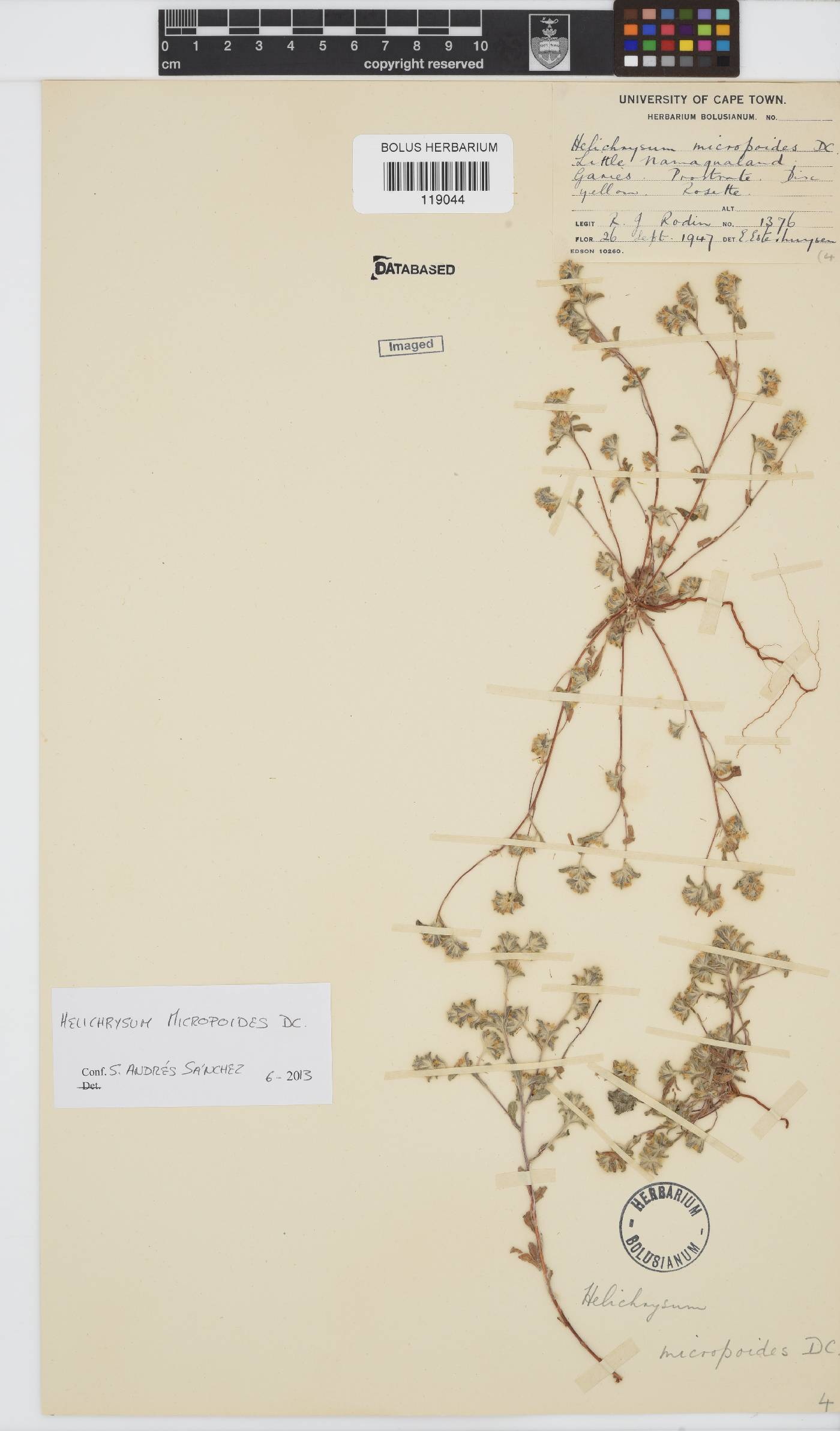 Helichrysum micropoides image