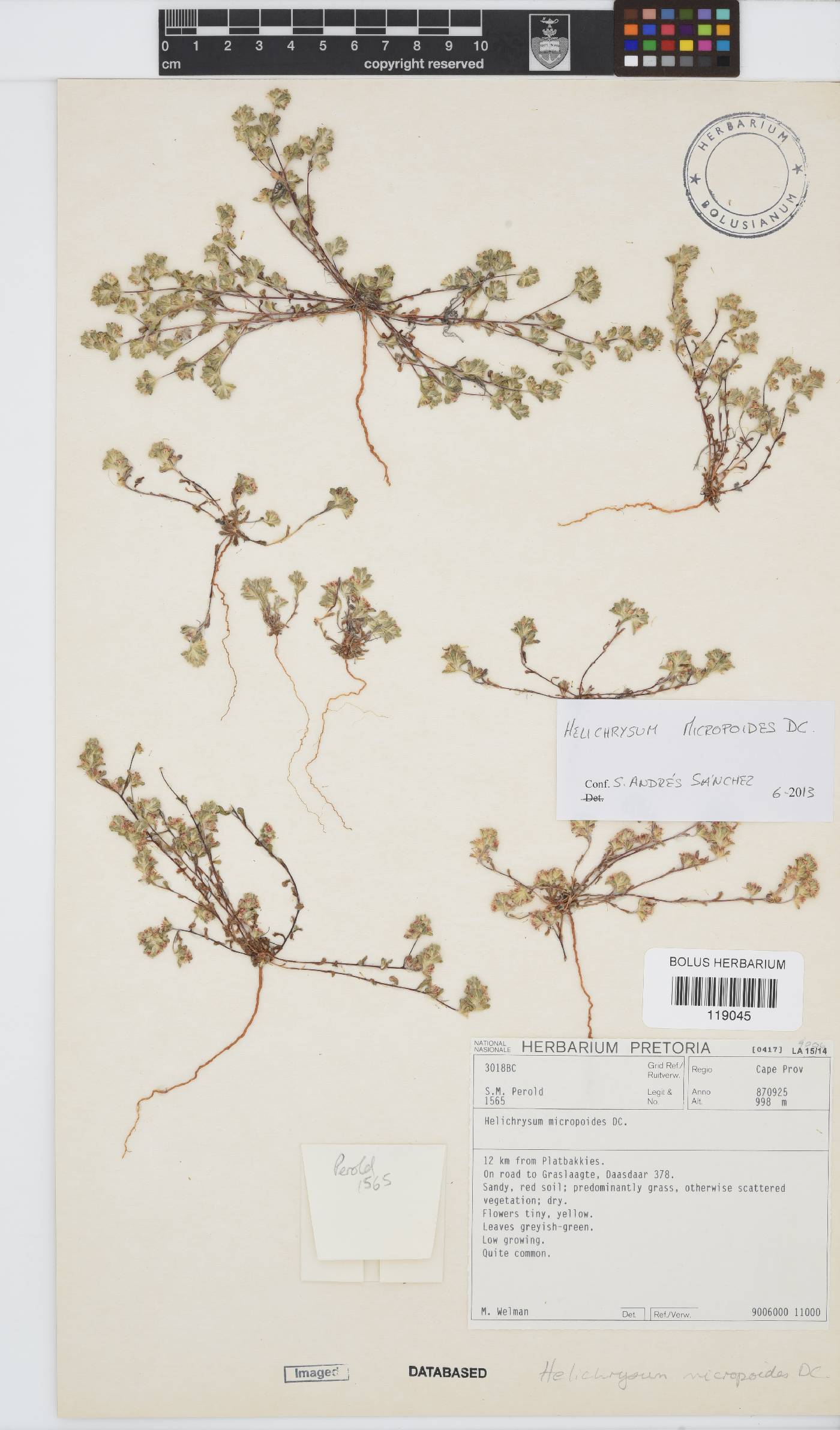 Helichrysum micropoides image