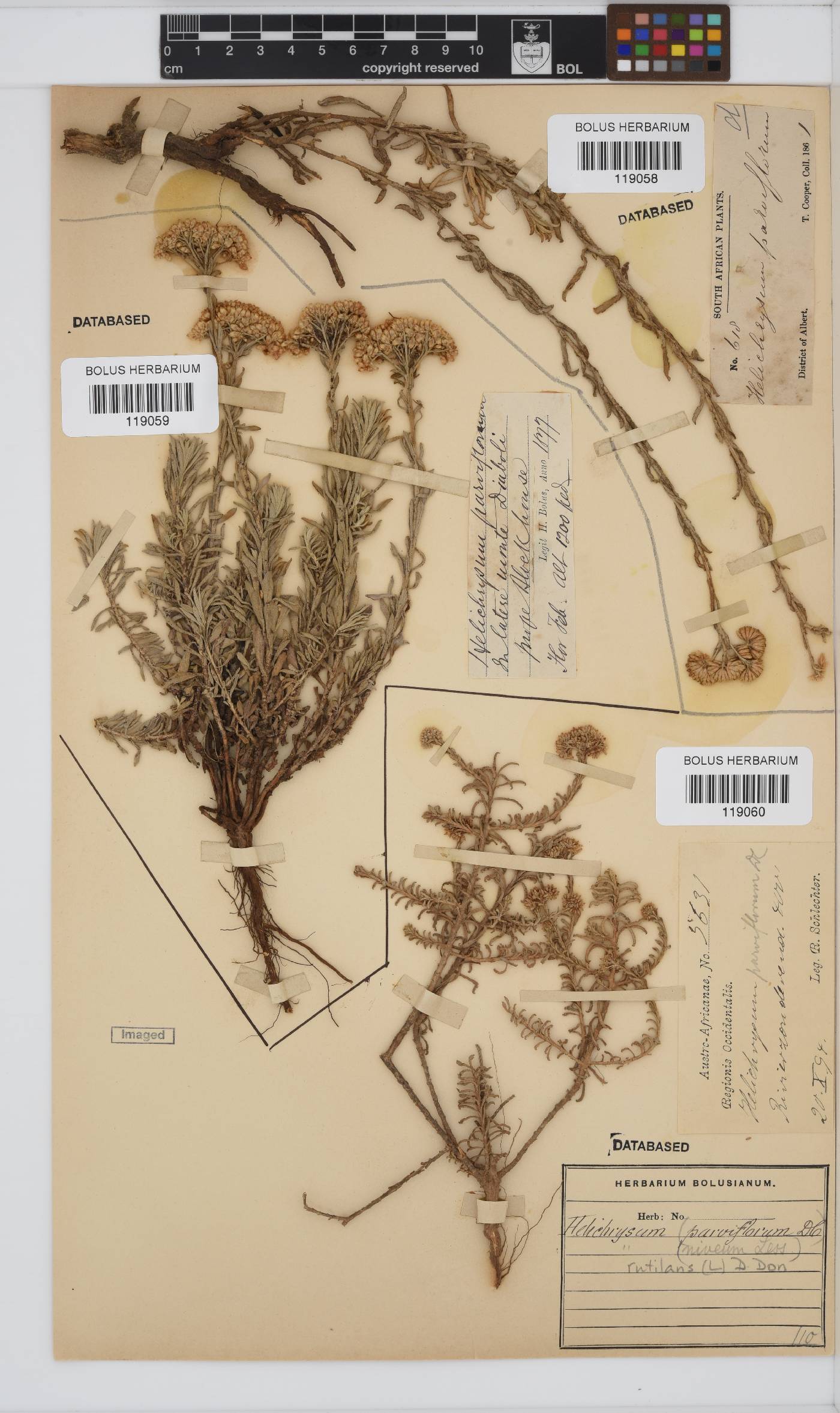 Helichrysum rutilans image