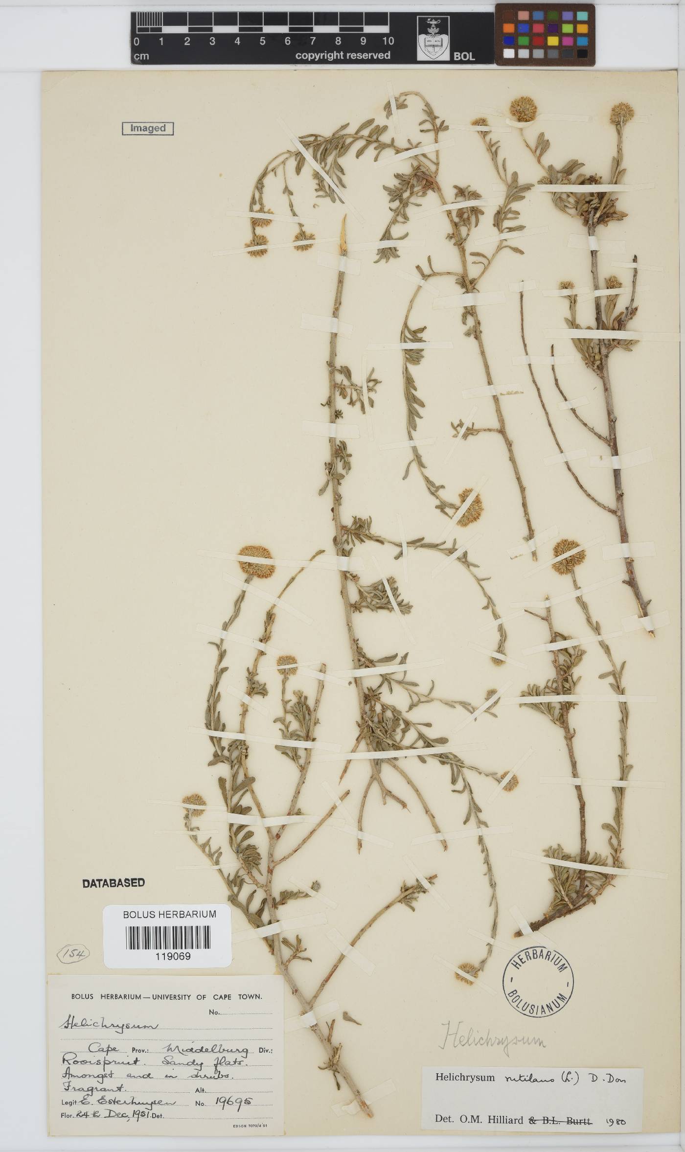 Helichrysum rutilans image