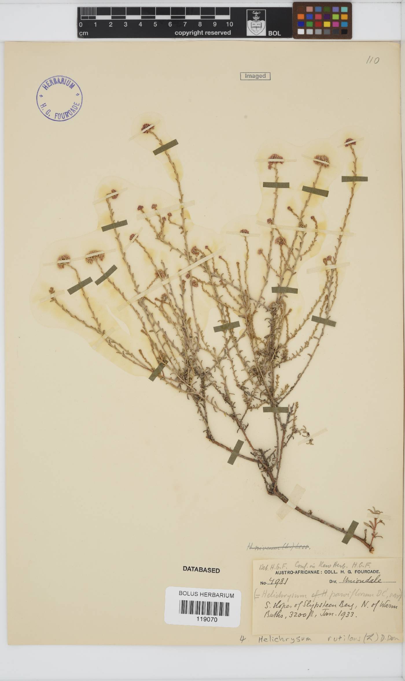 Helichrysum rutilans image