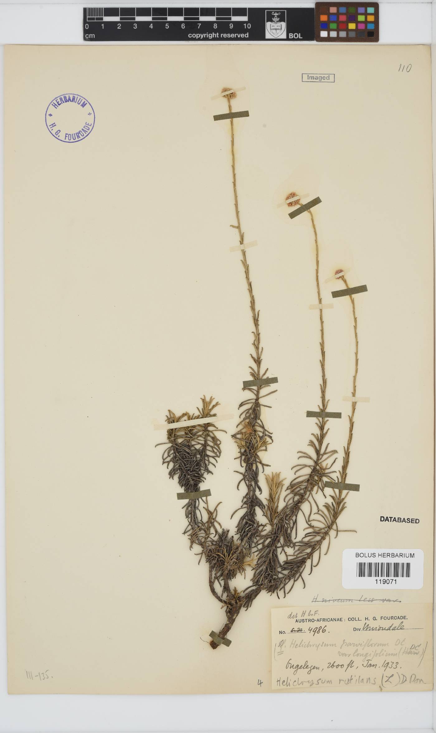 Helichrysum rutilans image