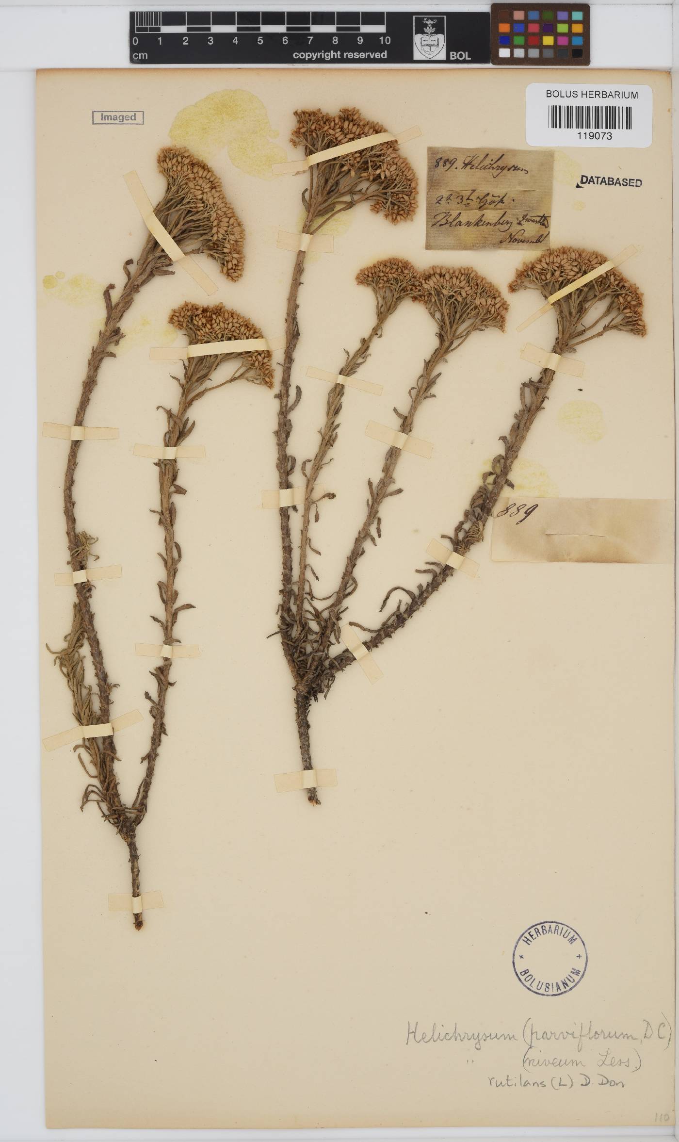 Helichrysum rutilans image