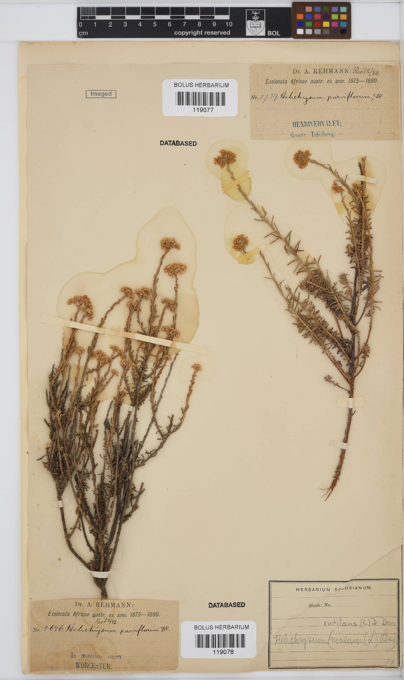 Helichrysum rutilans image