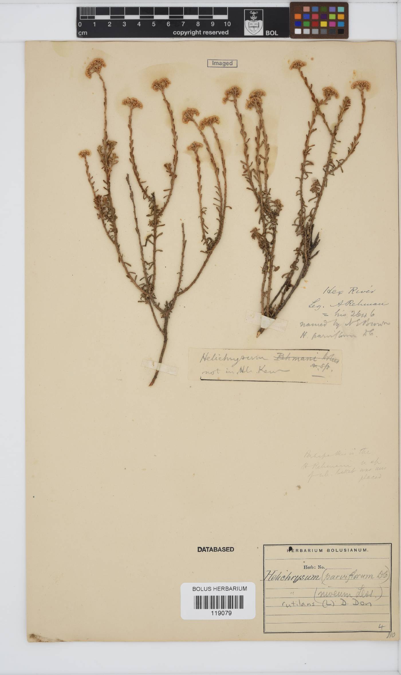 Helichrysum rutilans image