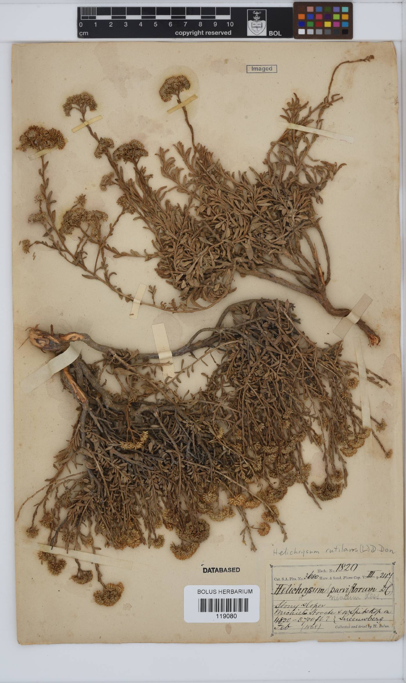 Helichrysum rutilans image