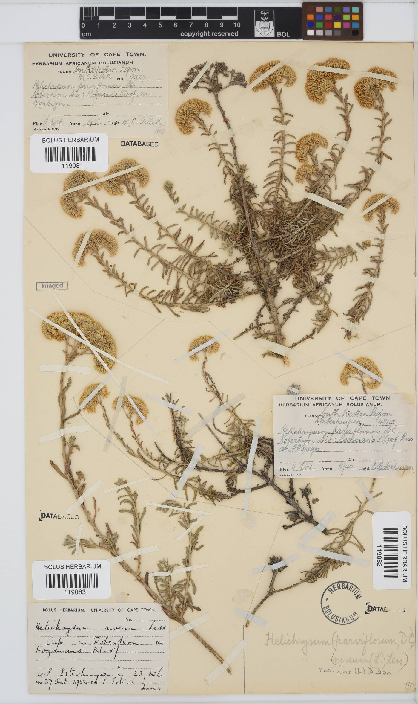 Helichrysum rutilans image