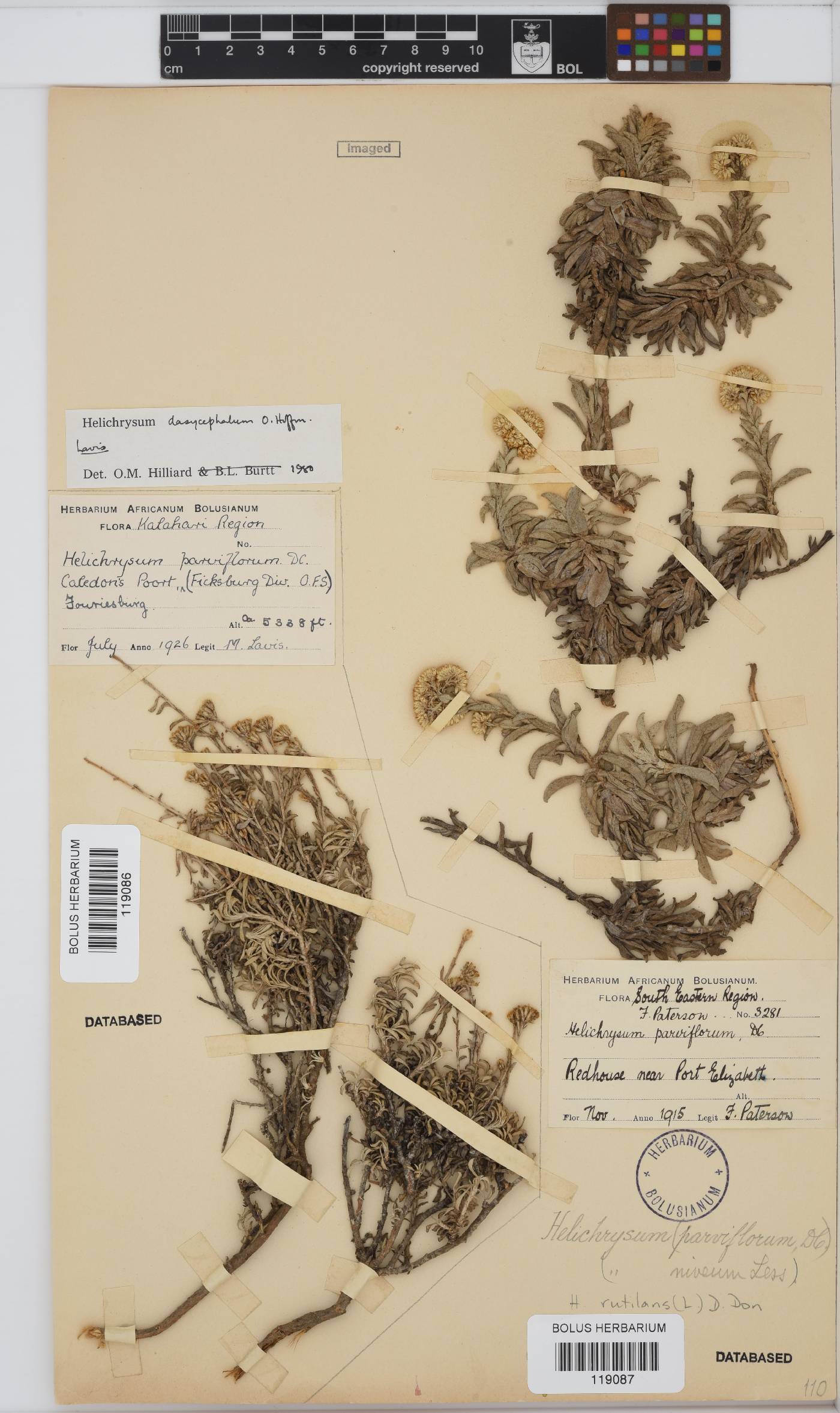 Helichrysum rutilans image