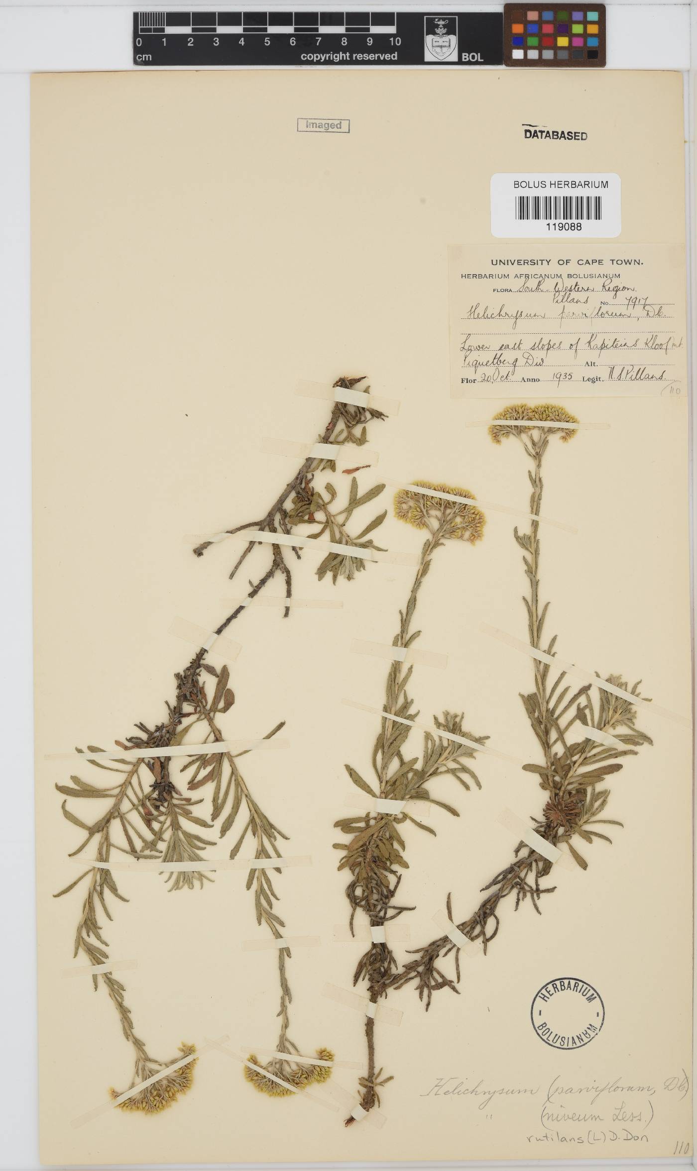 Helichrysum rutilans image