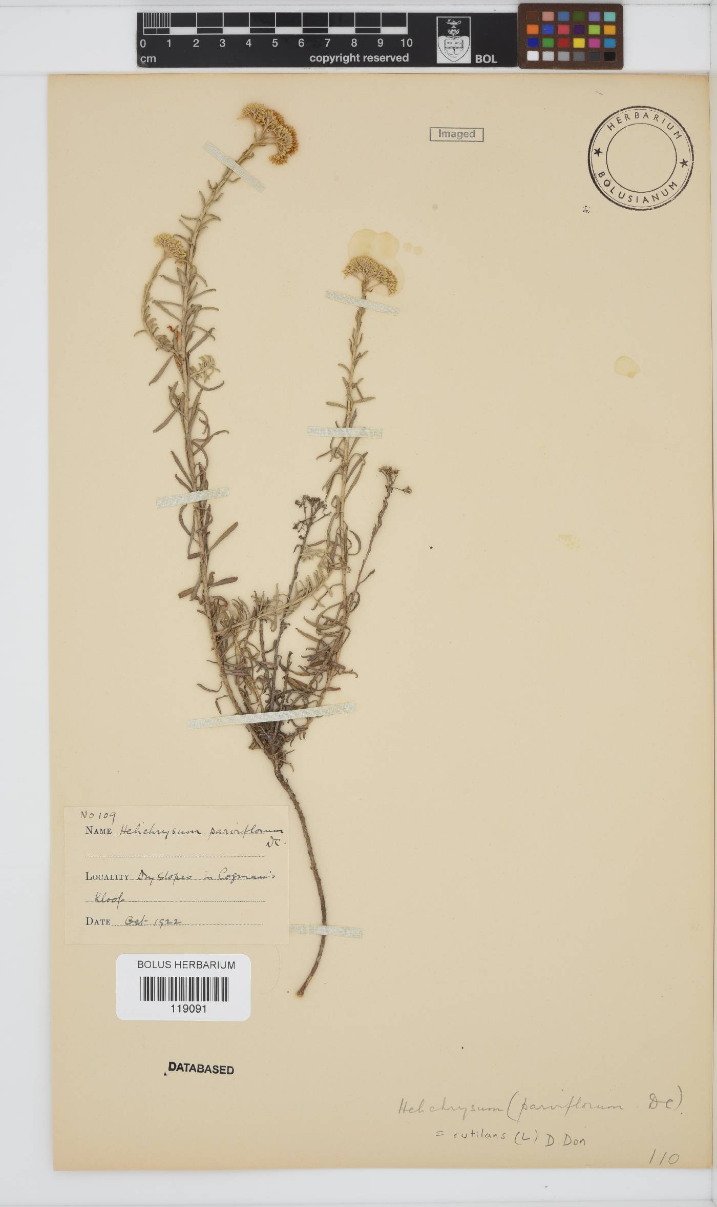 Helichrysum rutilans image