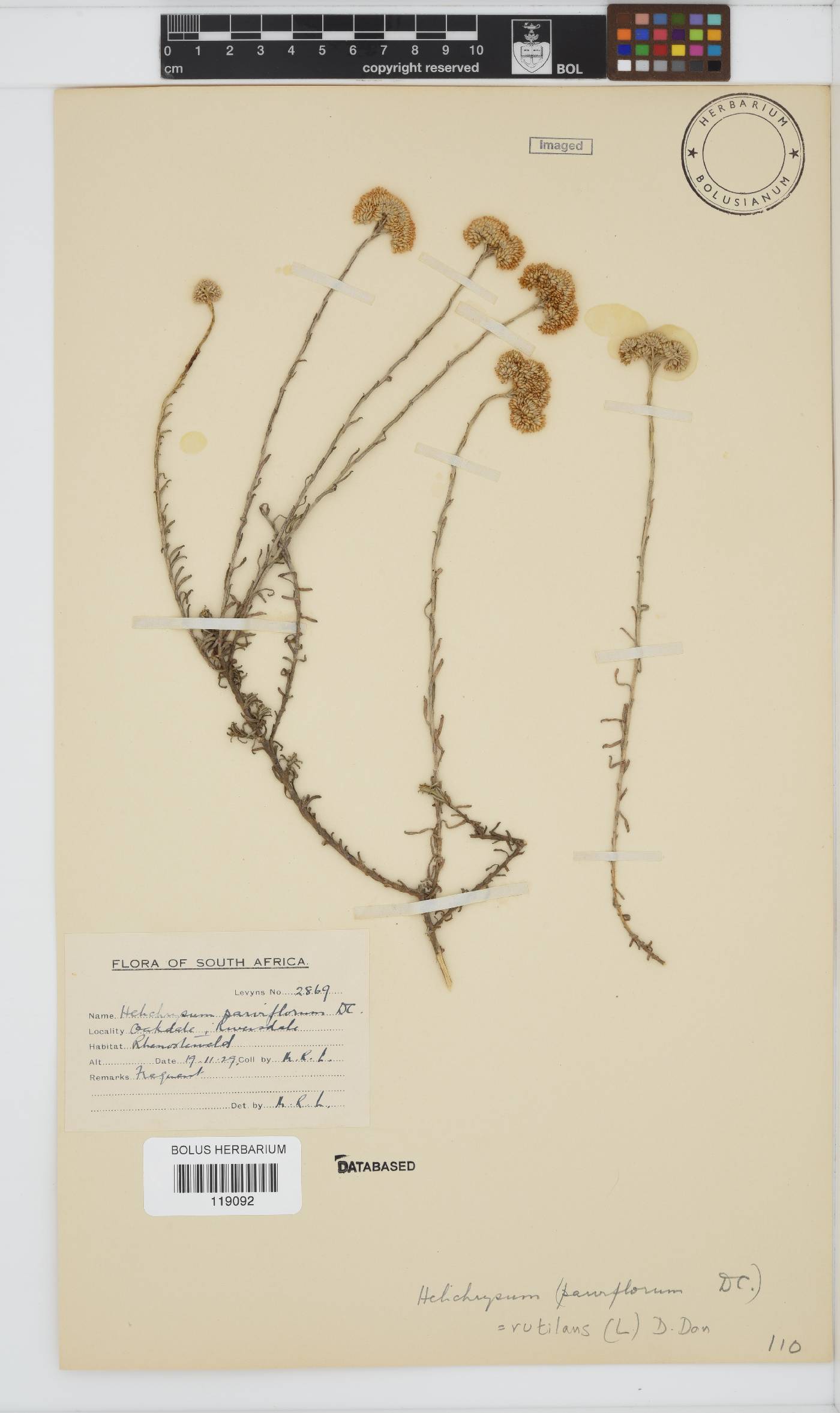 Helichrysum rutilans image