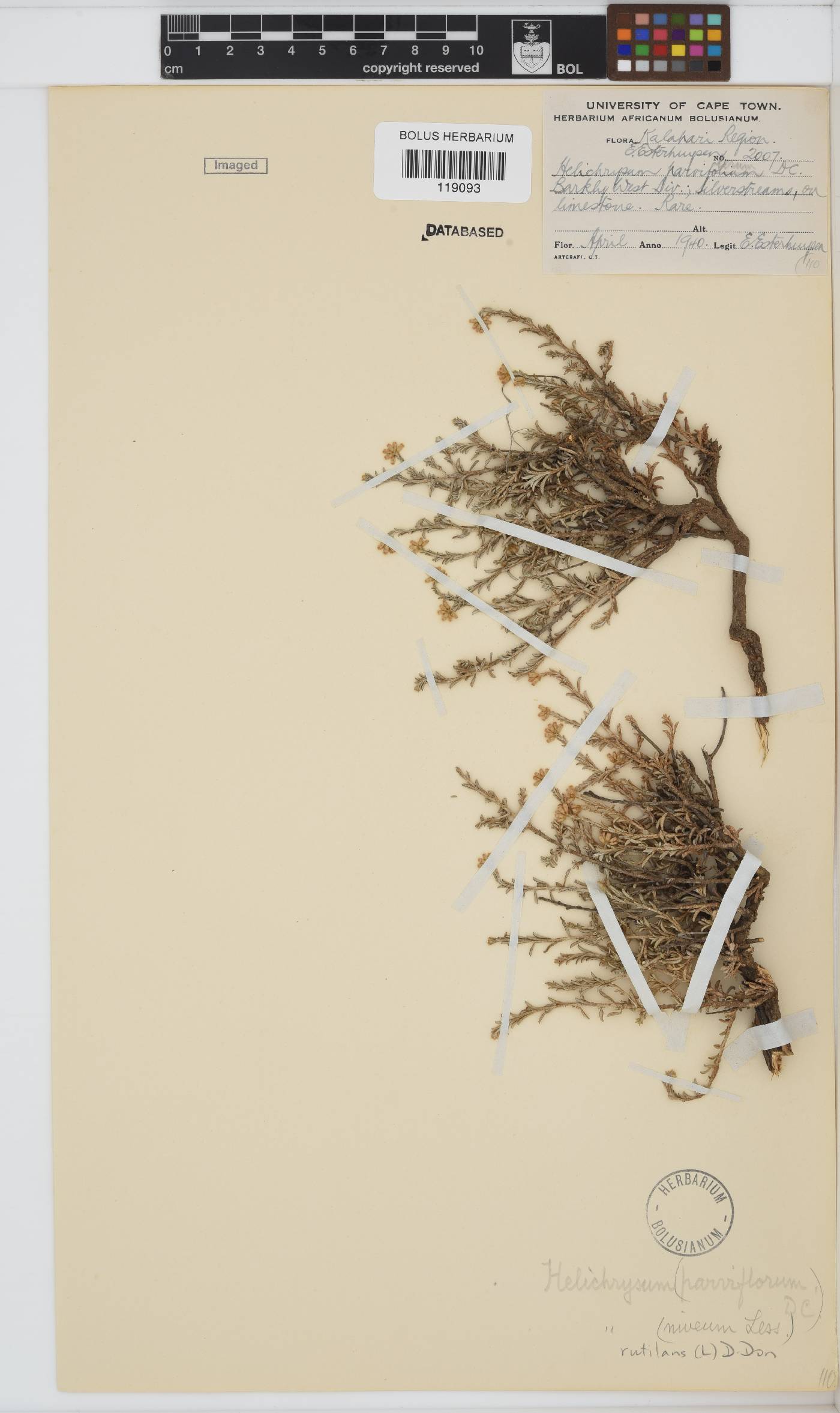 Helichrysum rutilans image
