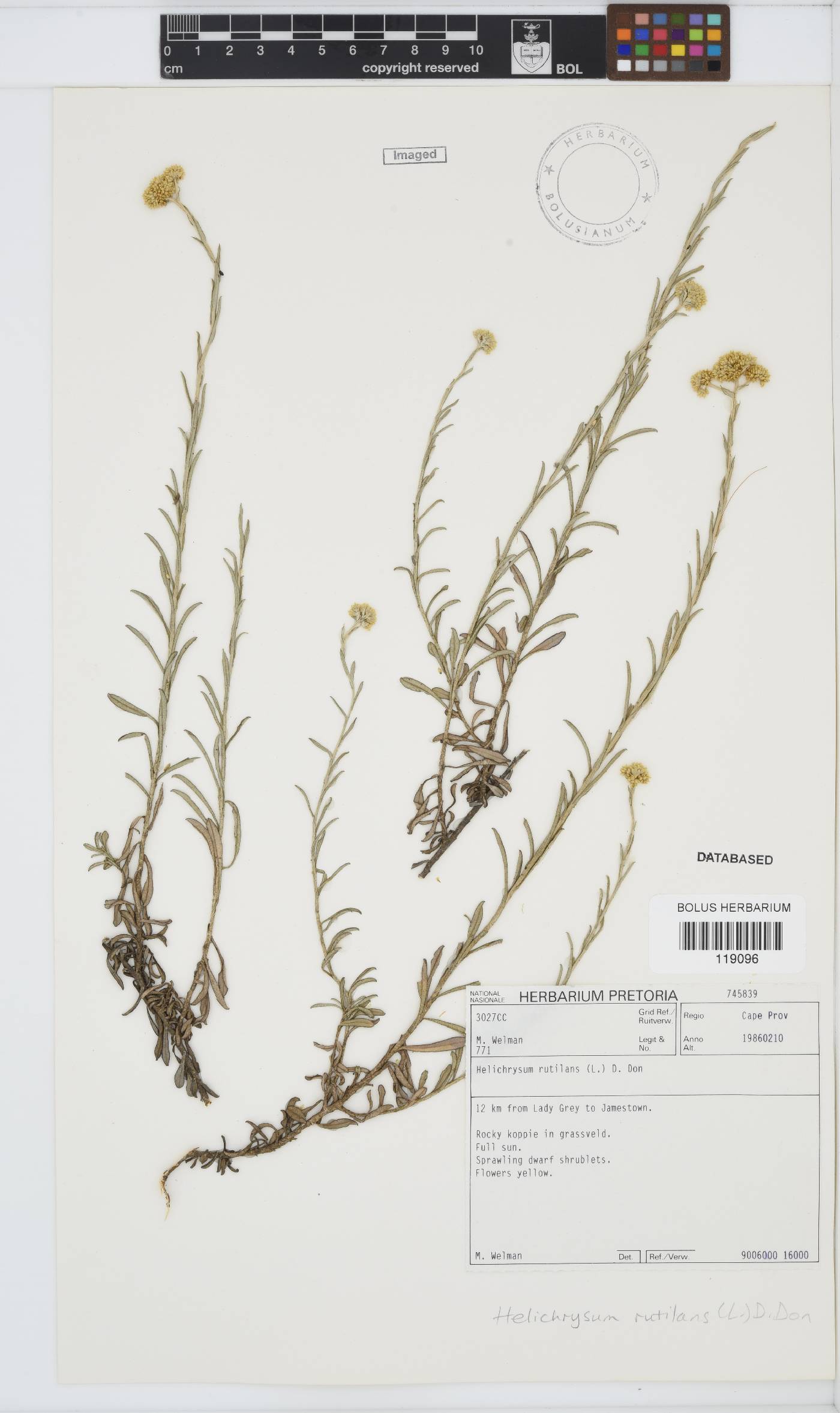 Helichrysum rutilans image
