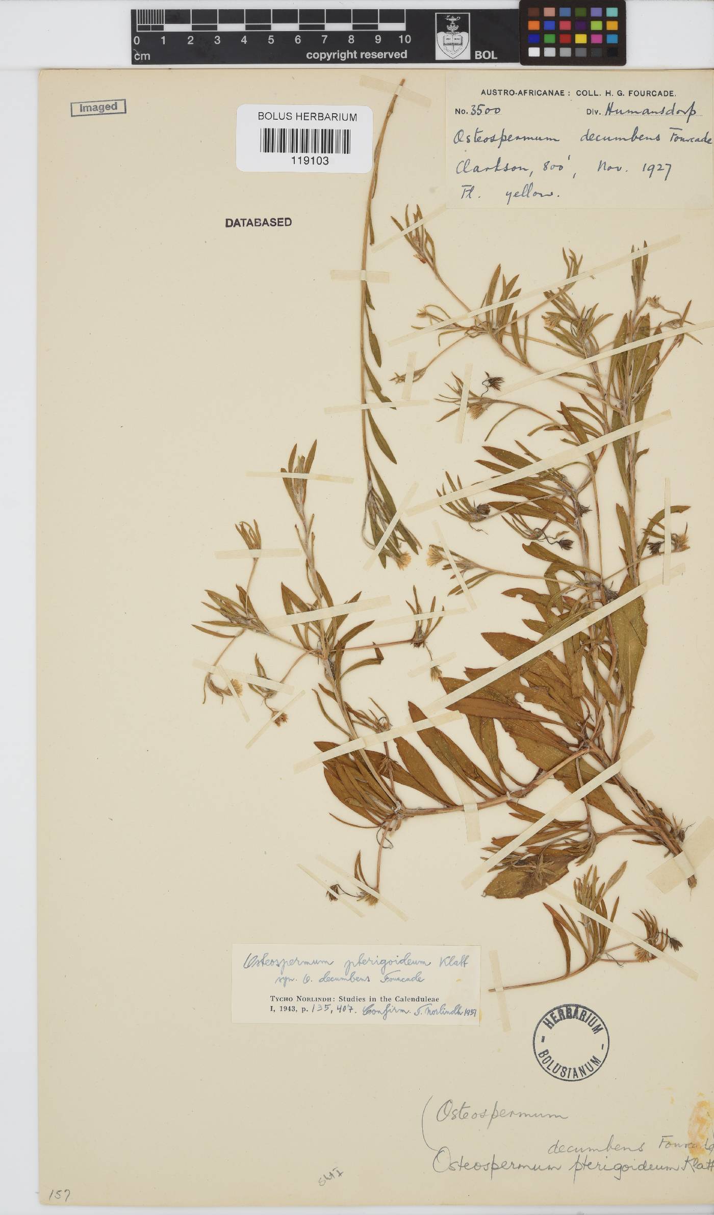 Osteospermum pterigoideum image