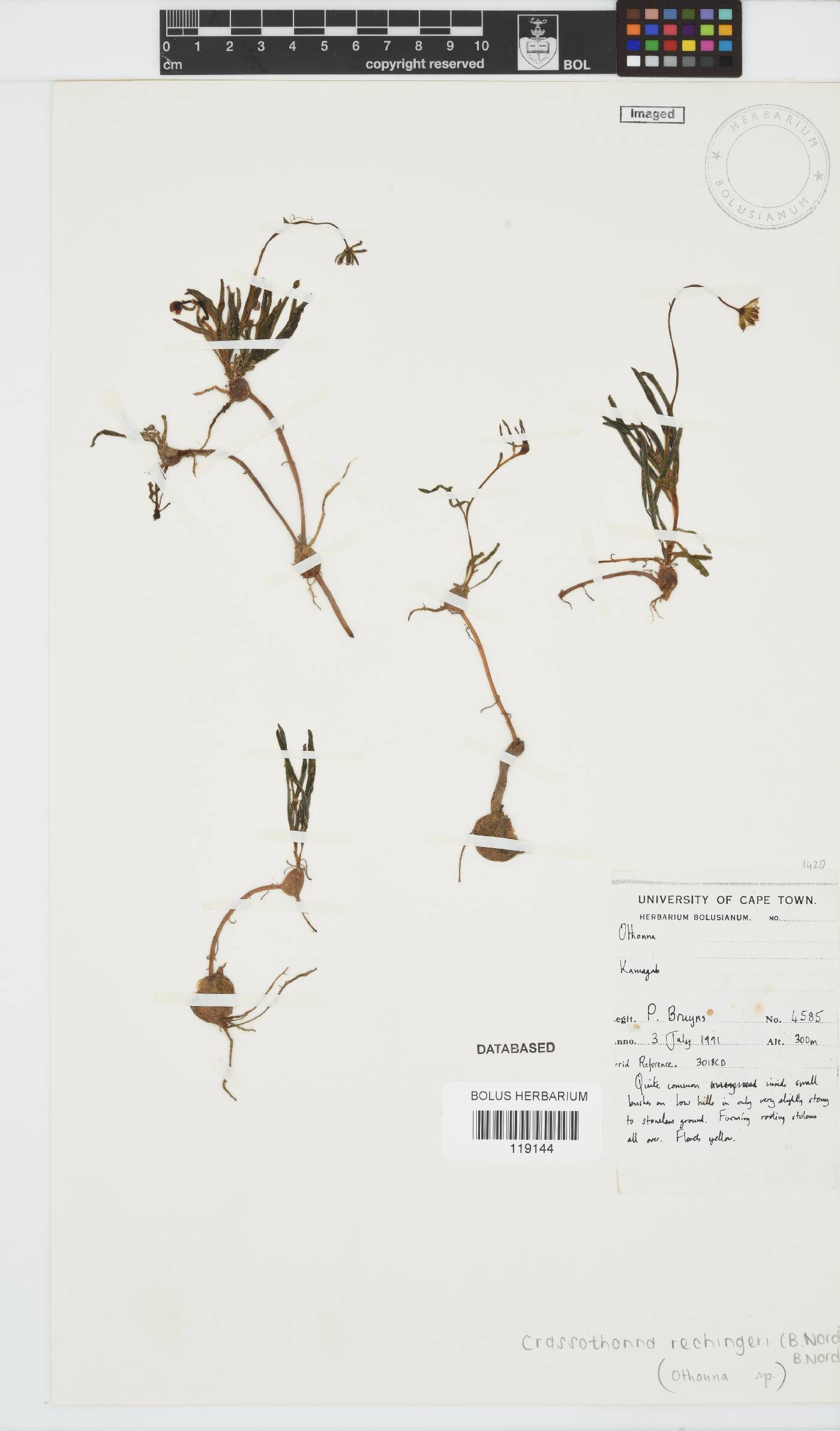 Crassothonna rechingeri image
