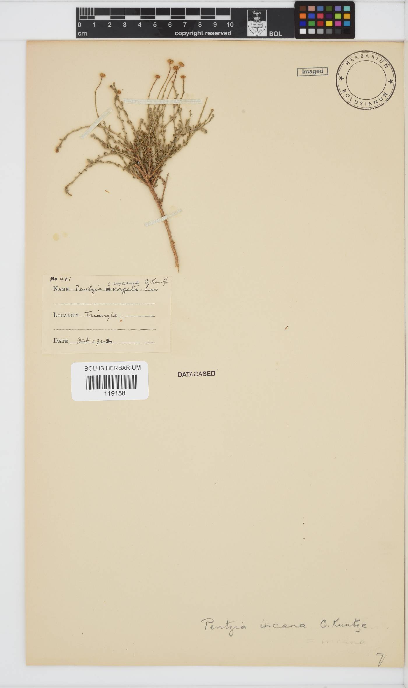 Pentzia incana image