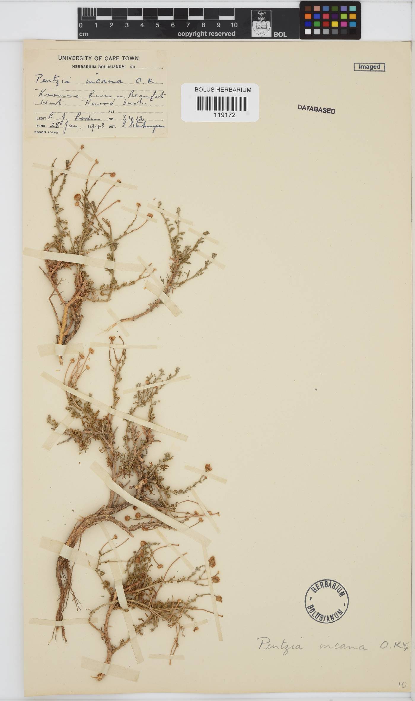 Pentzia incana image