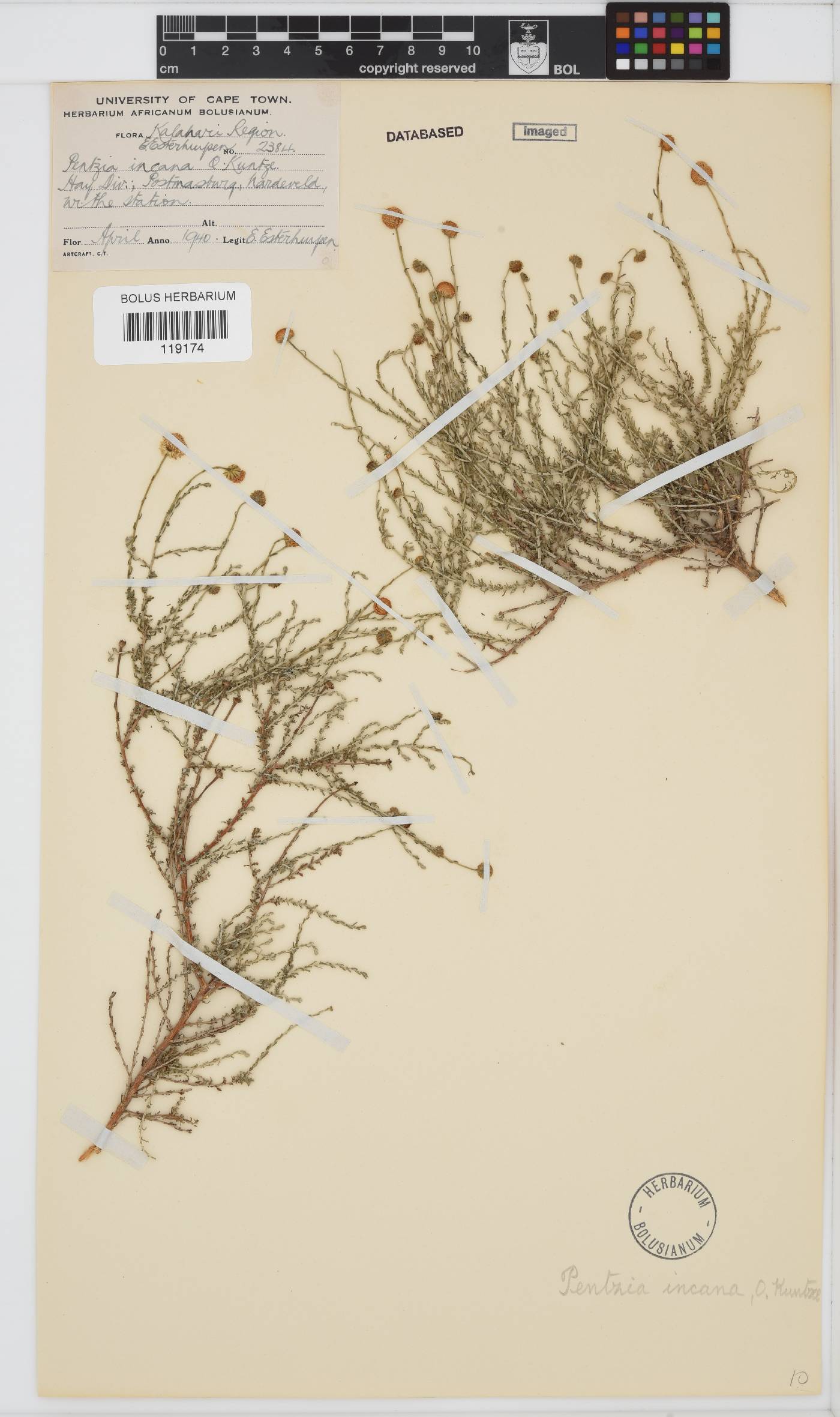 Pentzia incana image