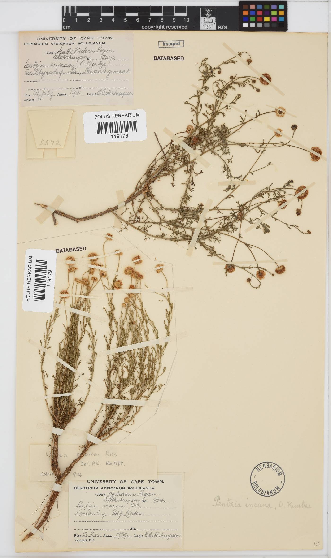 Pentzia incana image