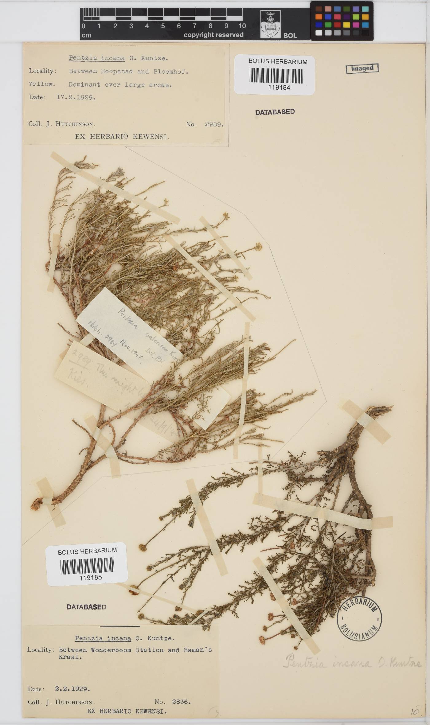 Pentzia incana image