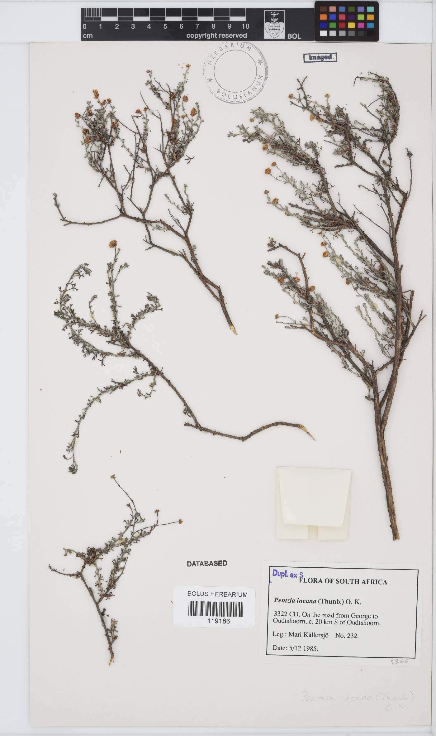 Pentzia incana image