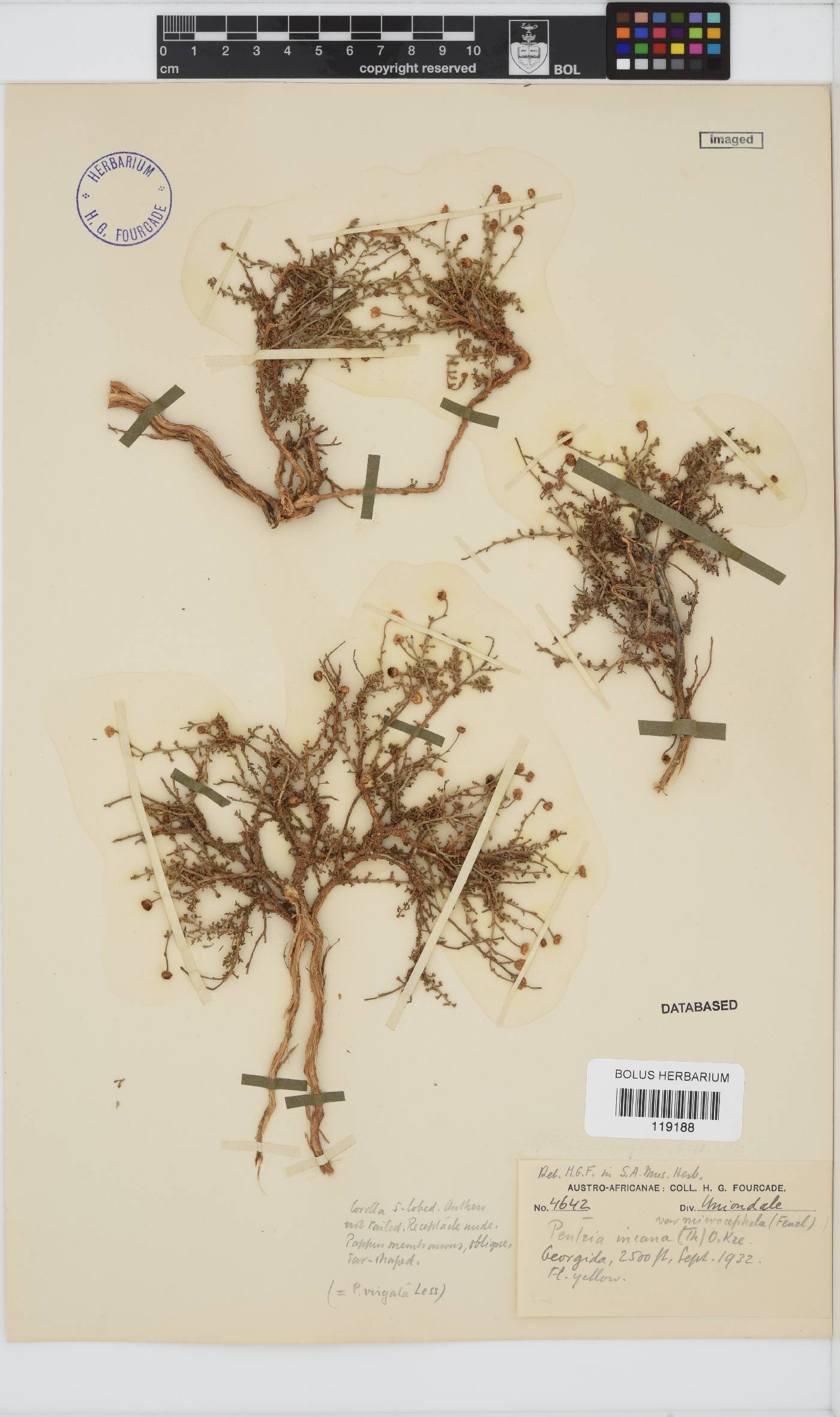Pentzia incana image